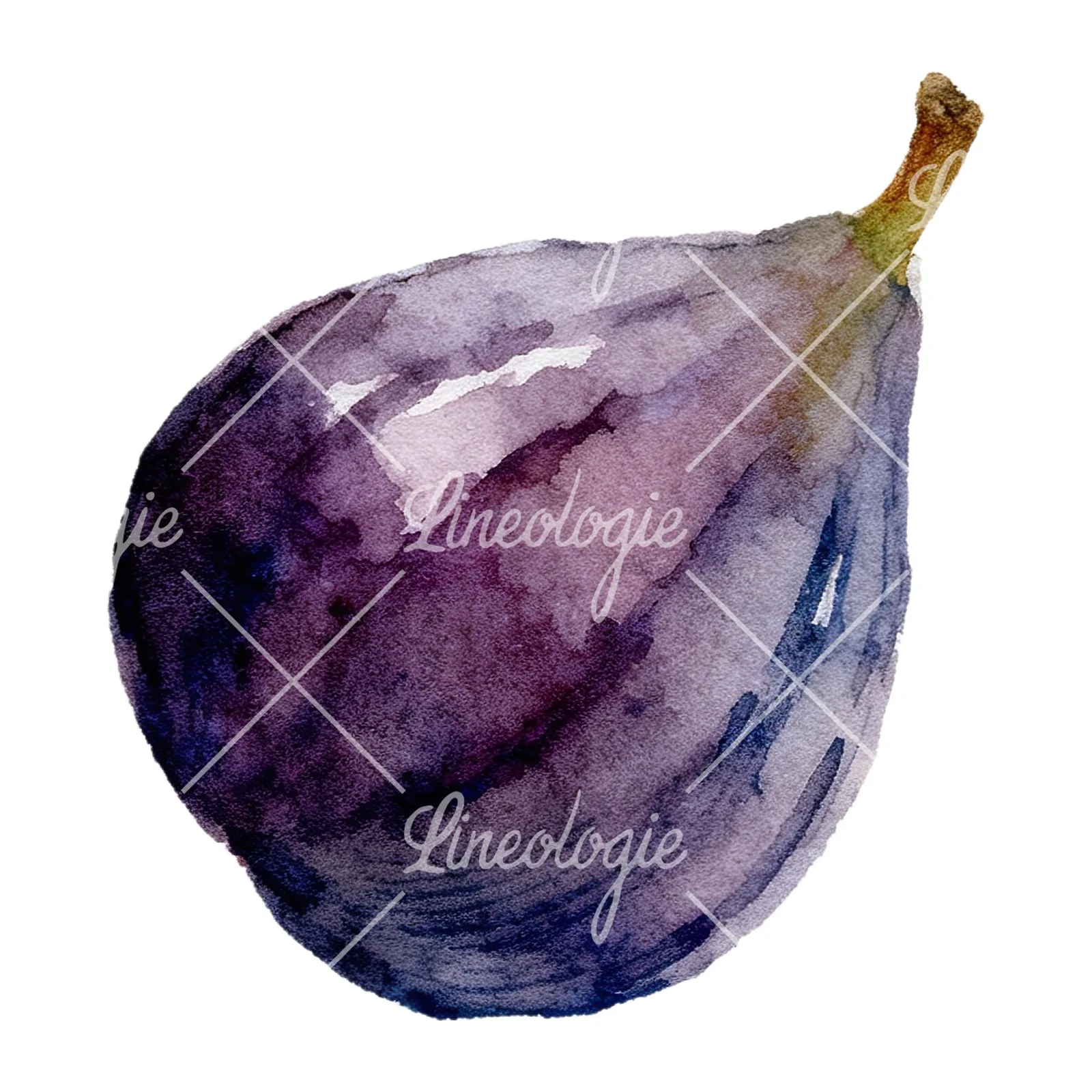 Watercolor purple and green fig clipart 5 of 9 on a white background (JPG)