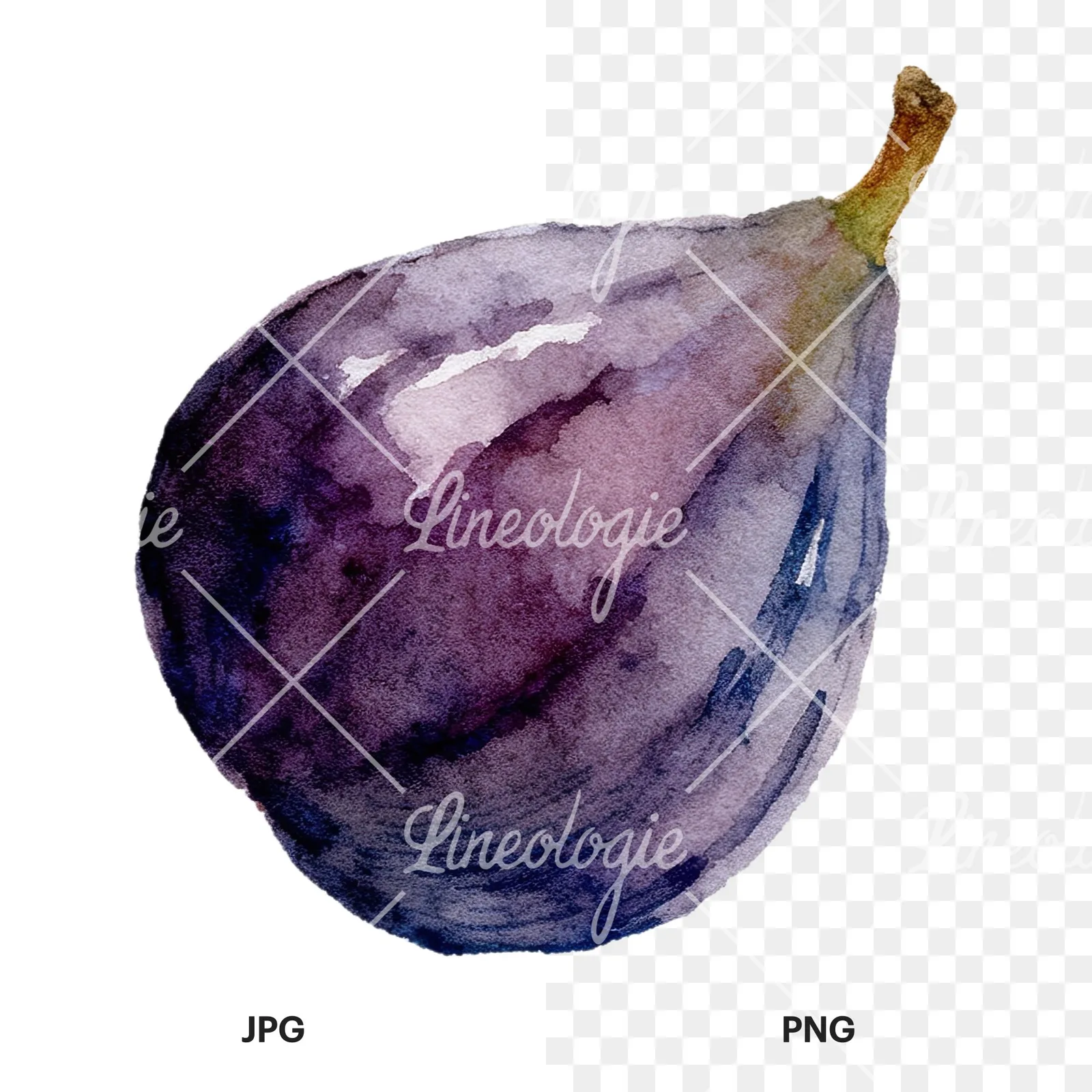 Watercolor purple and green fig clipart 5 of 9, as a JPG on white and a transparent PNG