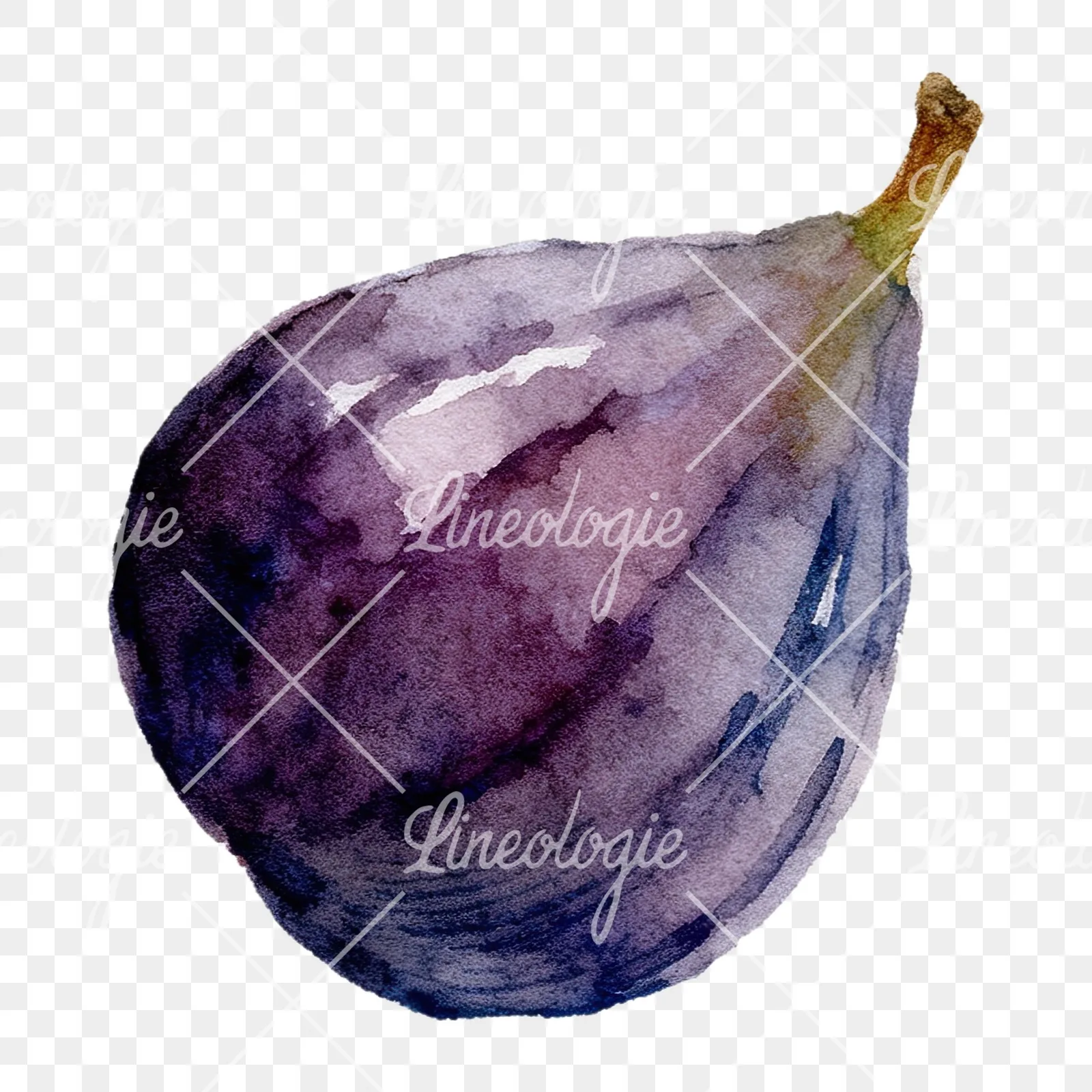 Watercolor purple and green fig clipart 5 of 9 on a transparent background (PNG)