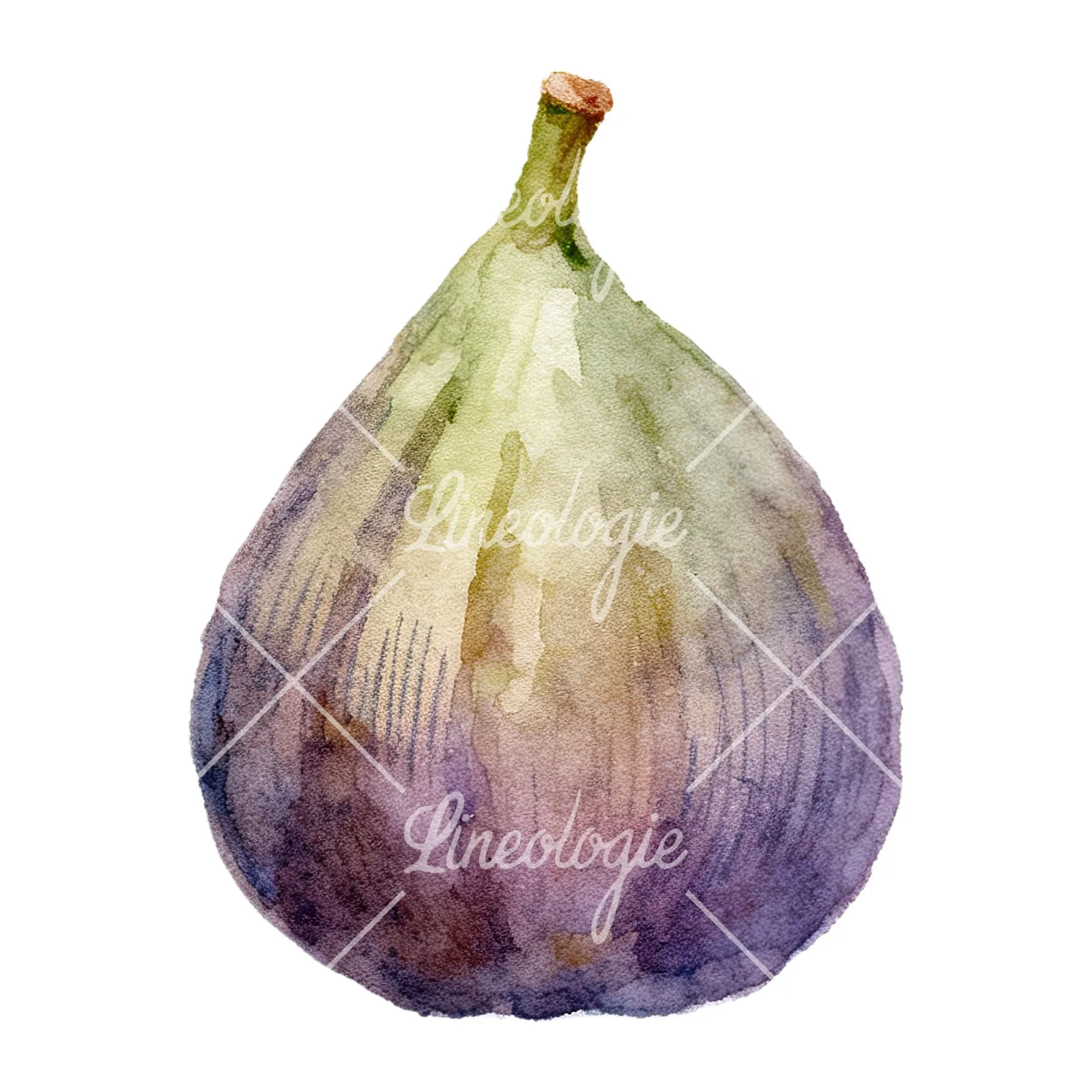 Watercolor purple and green fig clipart 6 of 9 on a white background (JPG)