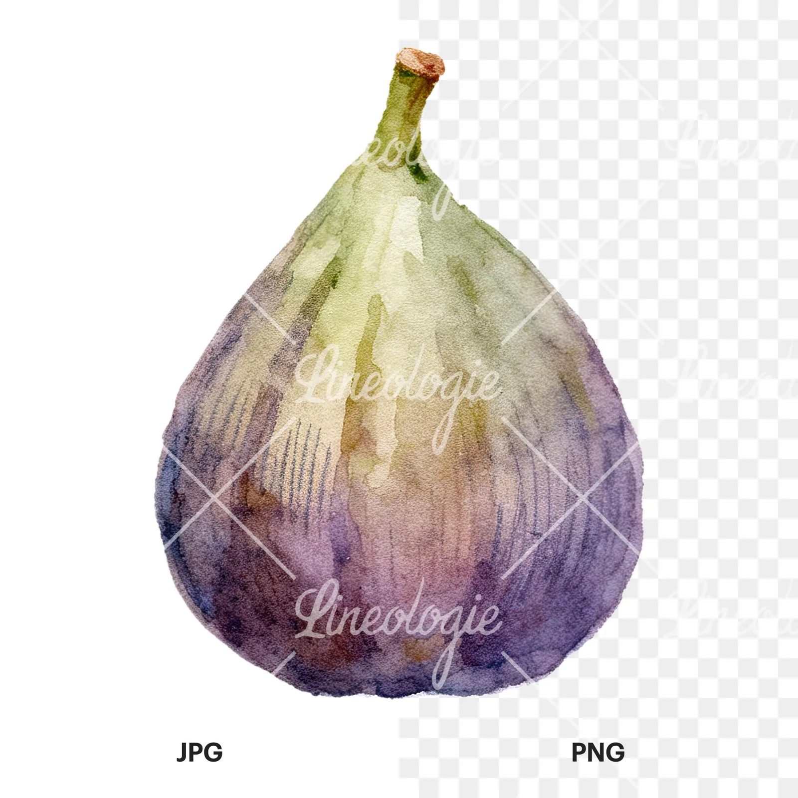 Watercolor purple and green fig clipart 6 of 9, as a JPG on white and a transparent PNG