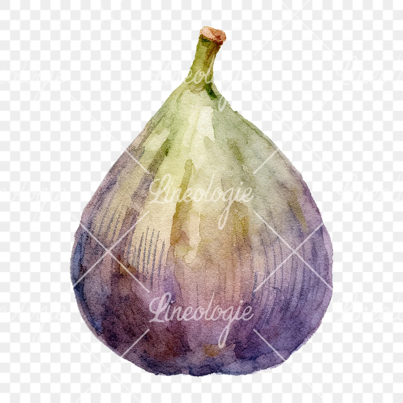 Watercolor purple and green fig clipart 6 of 9 on a transparent background (PNG)
