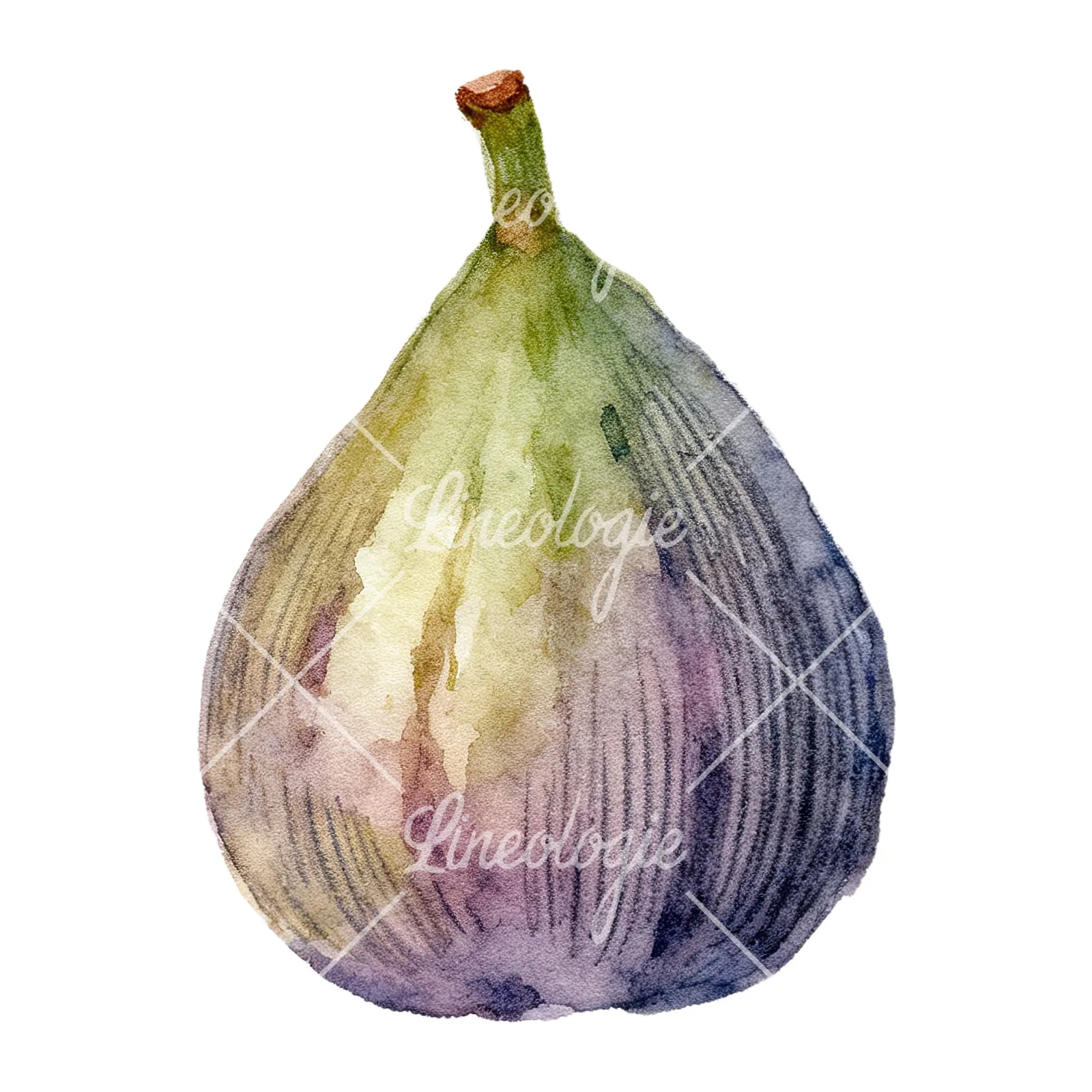 Watercolor purple and green fig clipart 7 of 9 on a white background (JPG)
