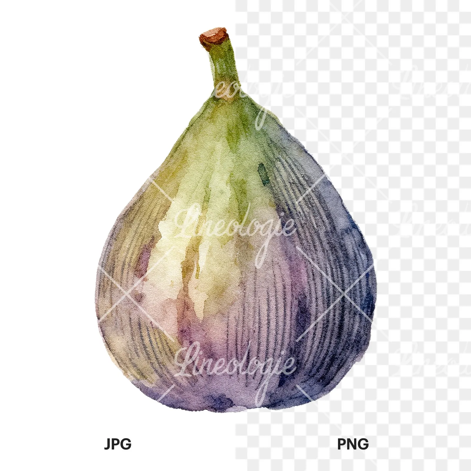 Watercolor purple and green fig clipart 7 of 9, as a JPG on white and a transparent PNG