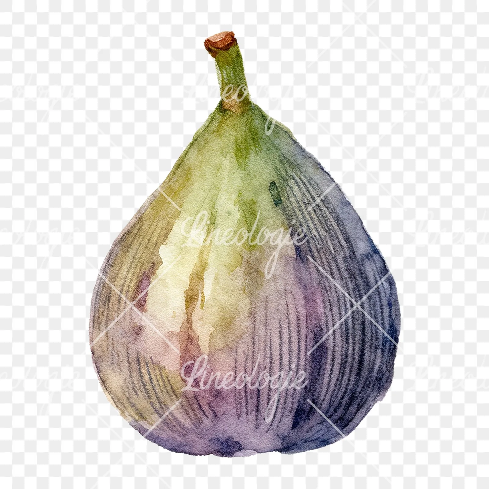 Watercolor purple and green fig clipart 7 of 9 on a transparent background (PNG)
