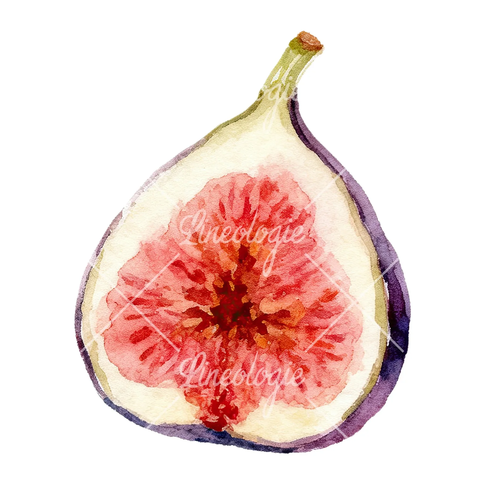 Watercolor purple and green fig clipart 8 of 9 on a white background (JPG)
