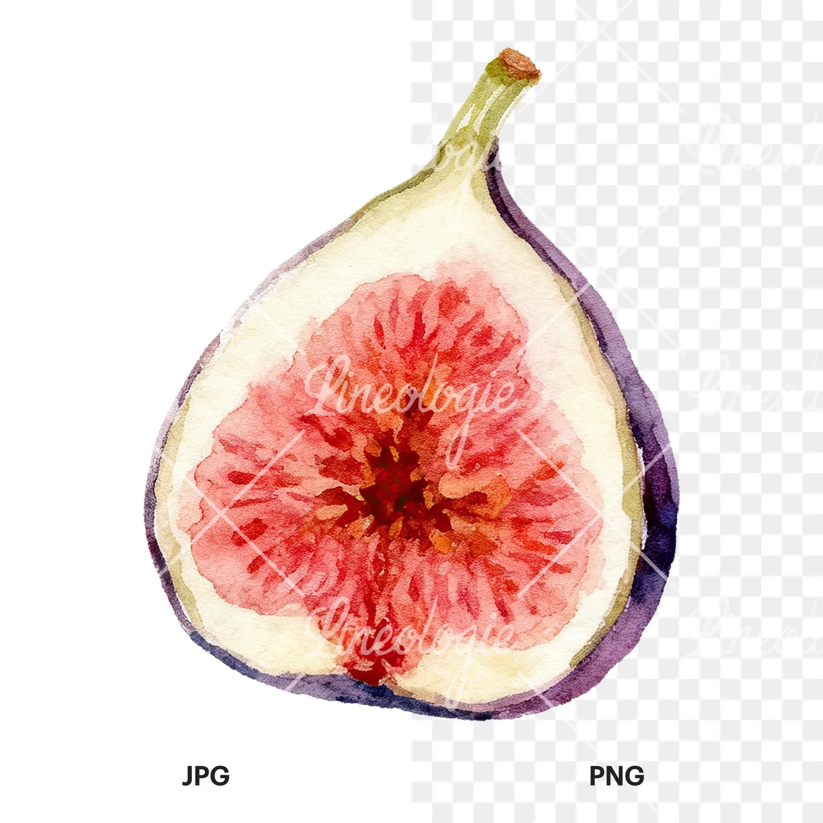 Watercolor purple and green fig clipart 8 of 9, as a JPG on white and a transparent PNG