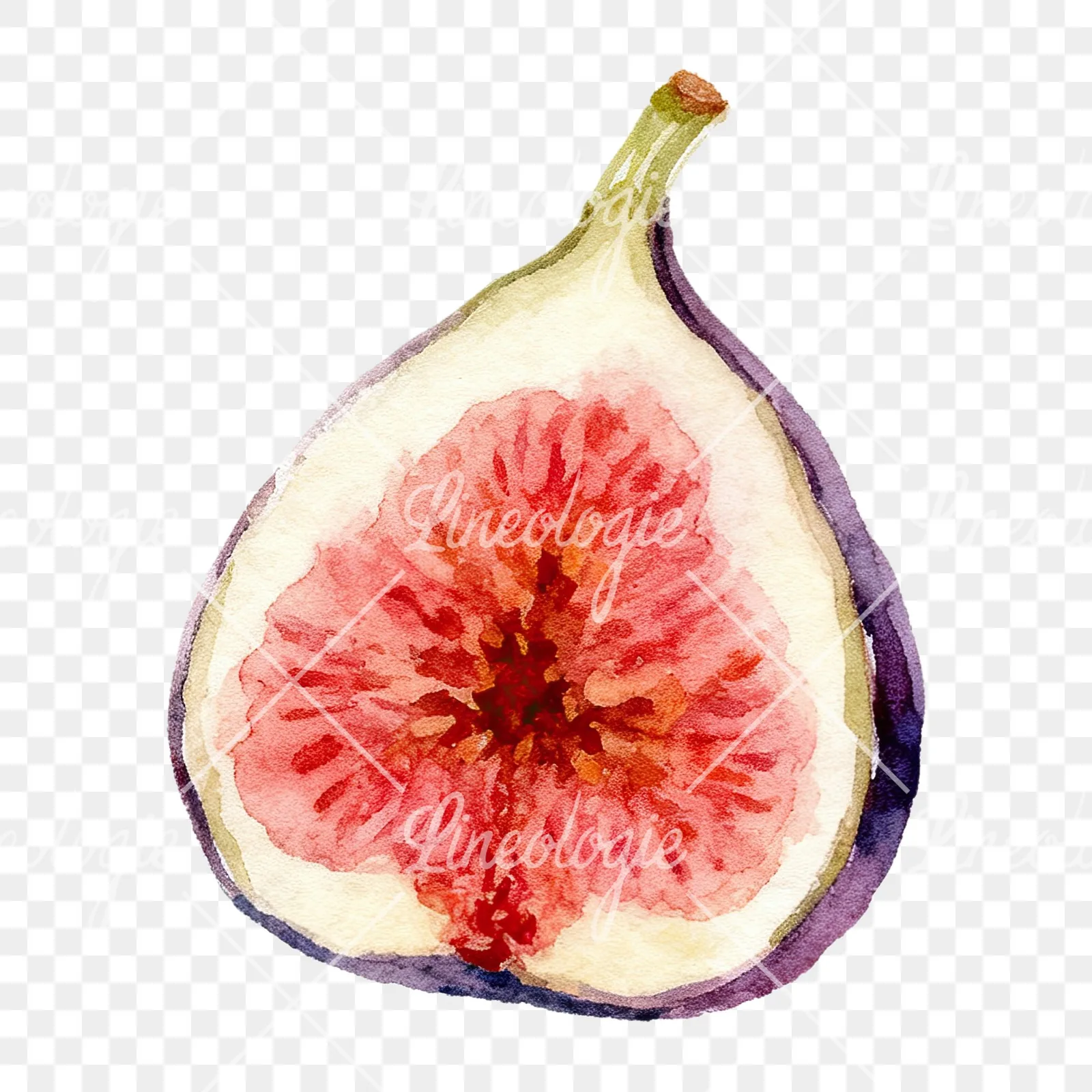 Watercolor purple and green fig clipart 8 of 9 on a transparent background (PNG)