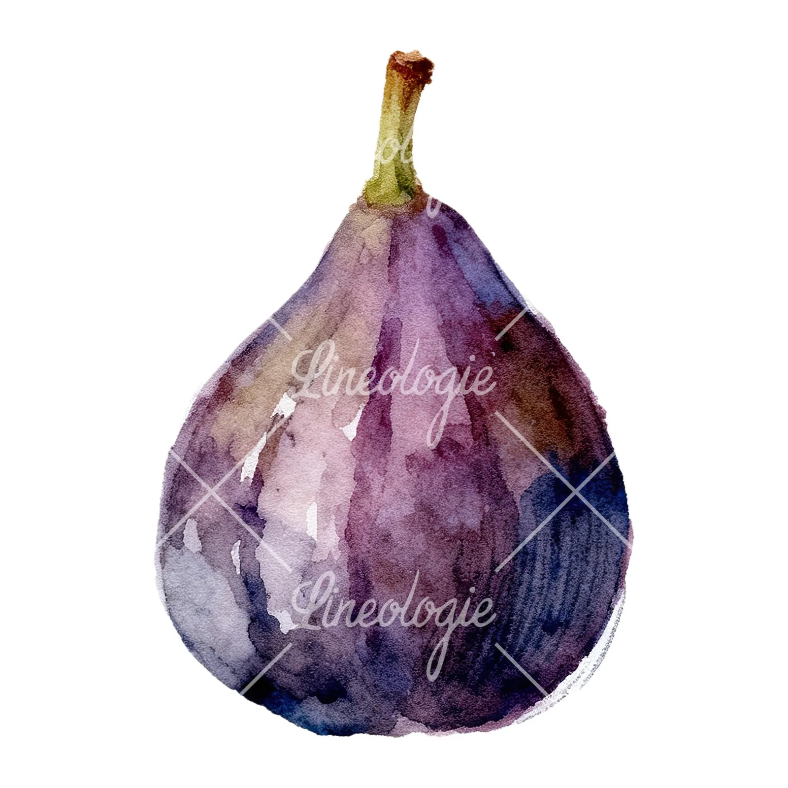 Watercolor purple and green fig clipart 9 of 9 on a white background (JPG)
