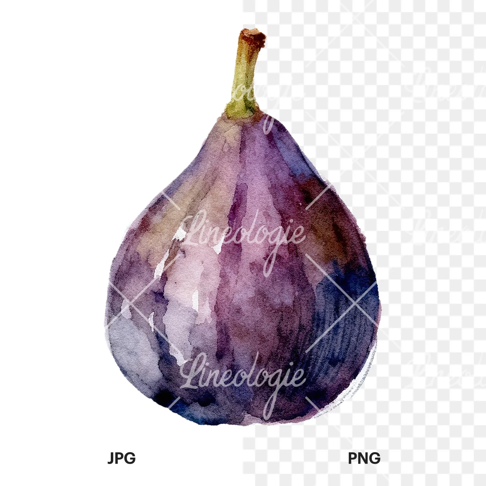 Watercolor purple and green fig clipart 9 of 9, as a JPG on white and a transparent PNG