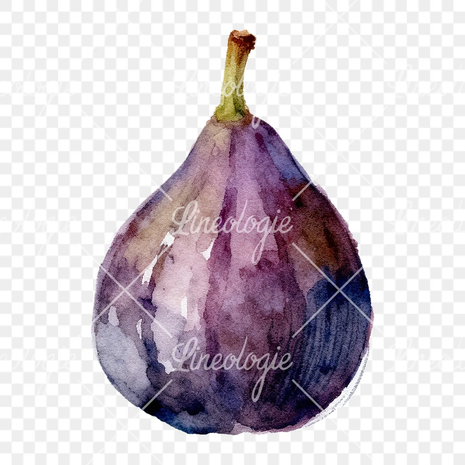 Watercolor purple and green fig clipart 9 of 9 on a transparent background (PNG)