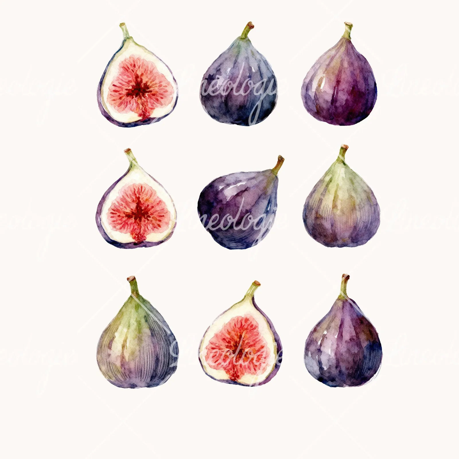 Watercolor Purple and Green Fig Clipart, all 9 illustrations in the pack