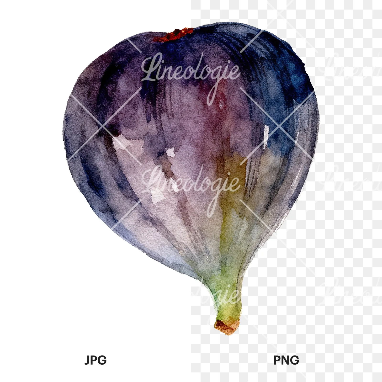 Watercolor fig fruit clipart 1 of 9, as a JPG on white and a transparent PNG
