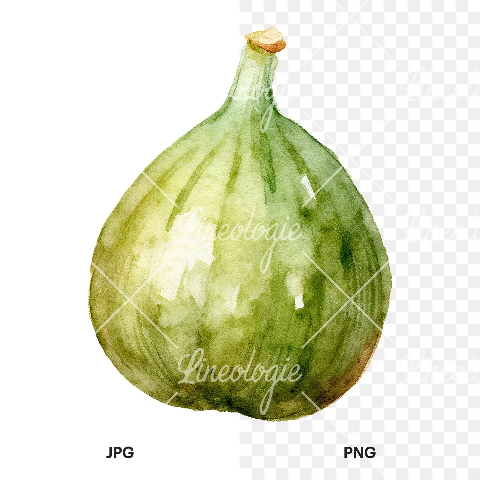 Watercolor fig fruit clipart 2 of 9, as a JPG on white and a transparent PNG