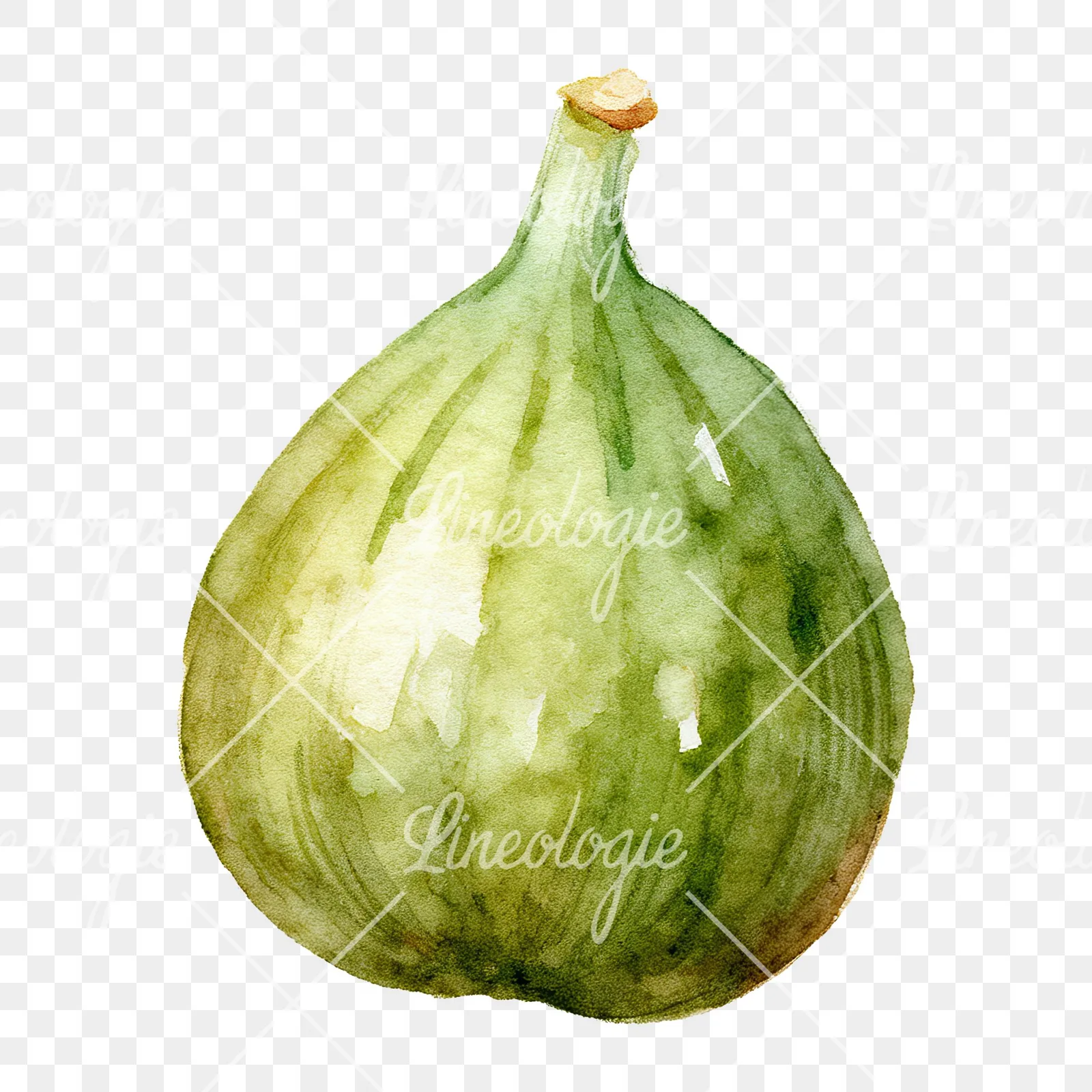 Watercolor fig fruit clipart 2 of 9 on a transparent background (PNG)