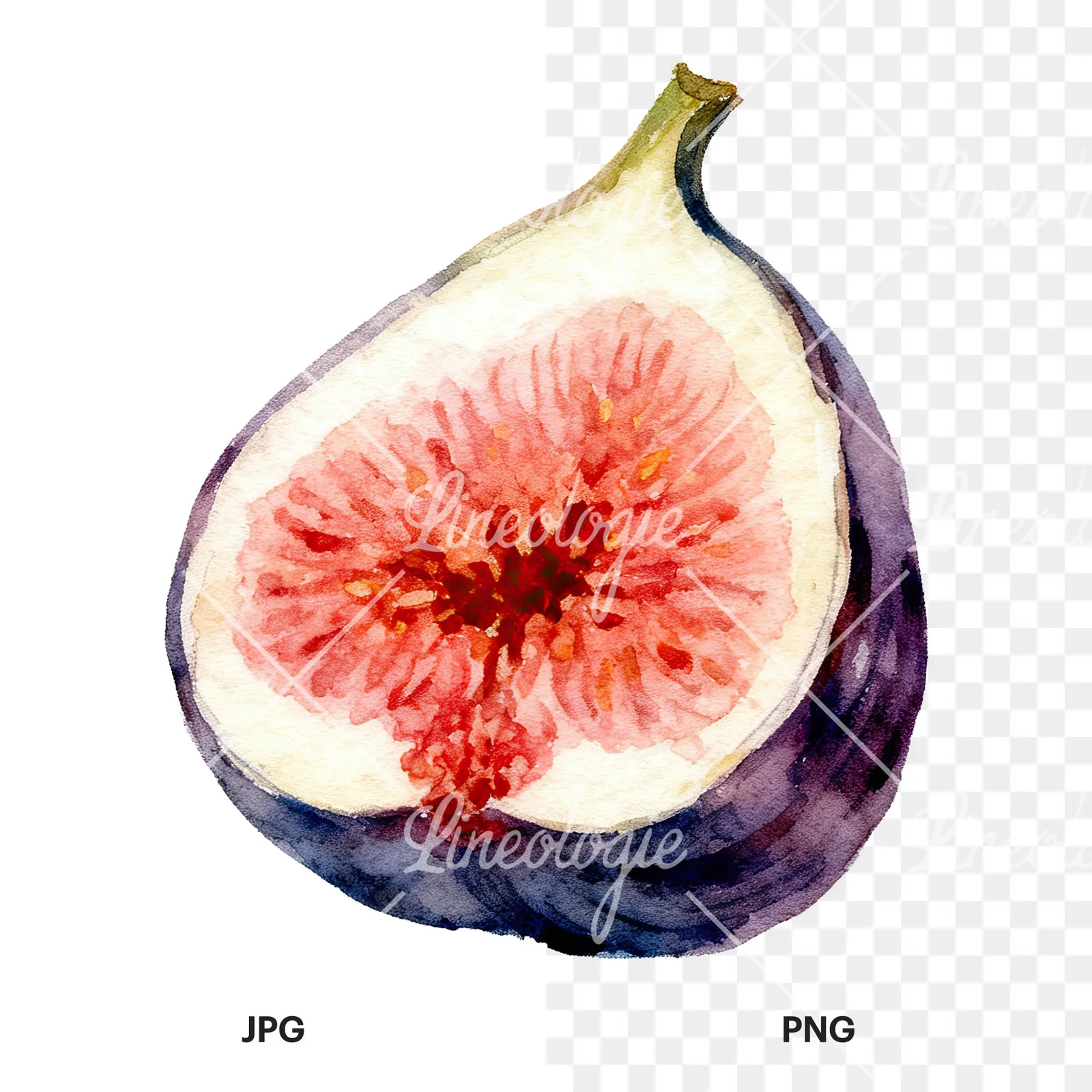 Watercolor fig fruit clipart 3 of 9, as a JPG on white and a transparent PNG