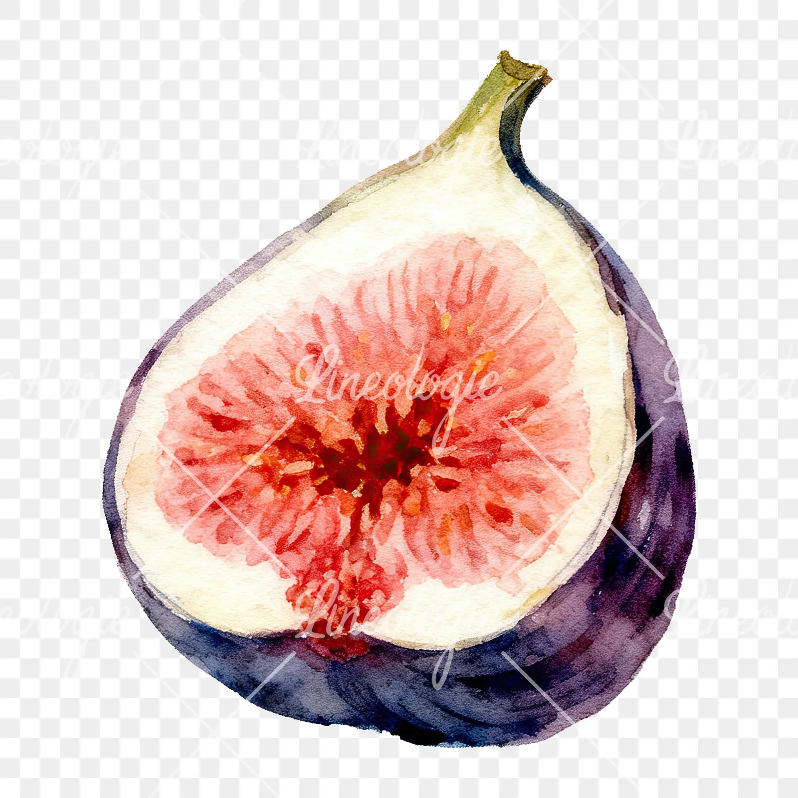 Watercolor fig fruit clipart 3 of 9 on a transparent background (PNG)