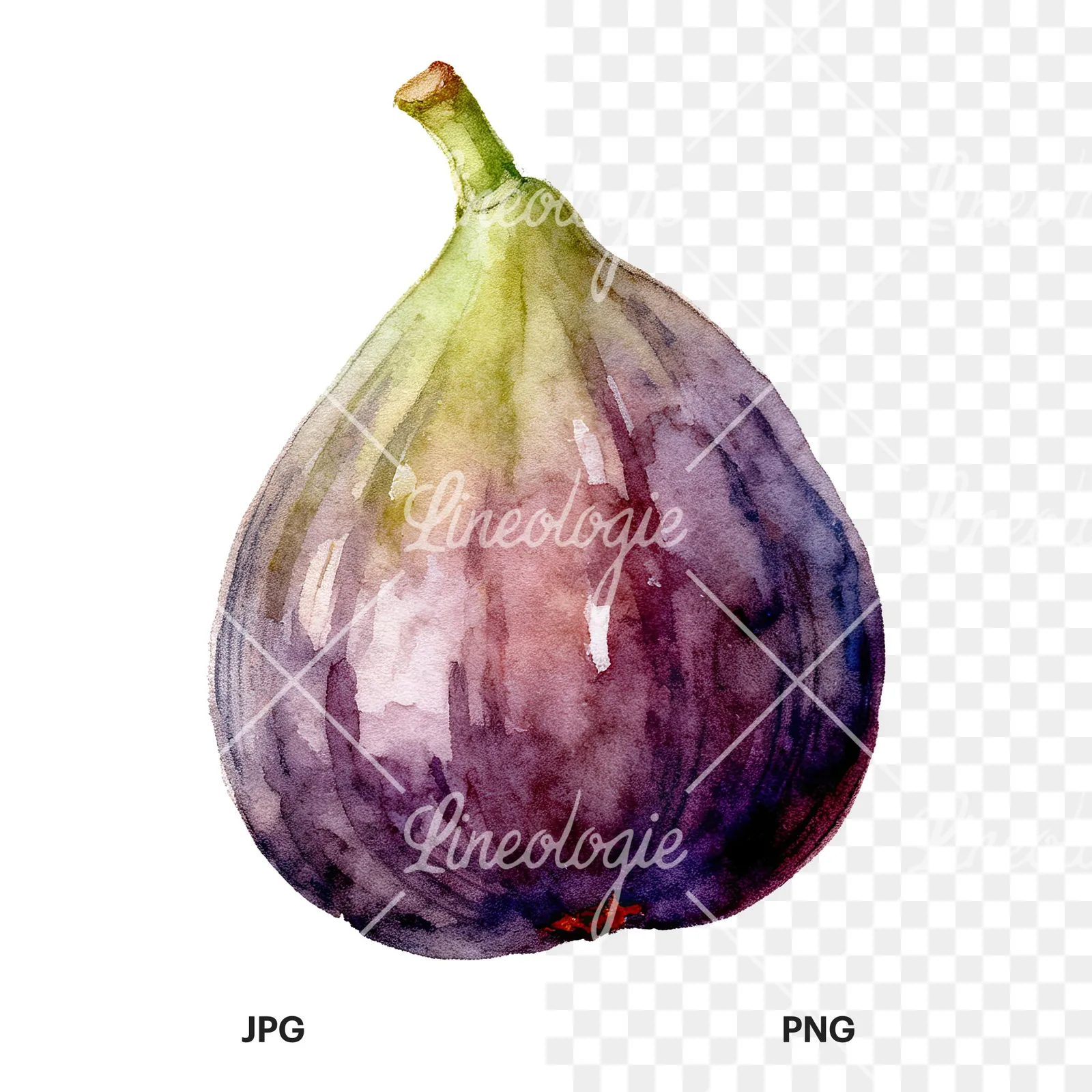 Watercolor fig fruit clipart 4 of 9, as a JPG on white and a transparent PNG