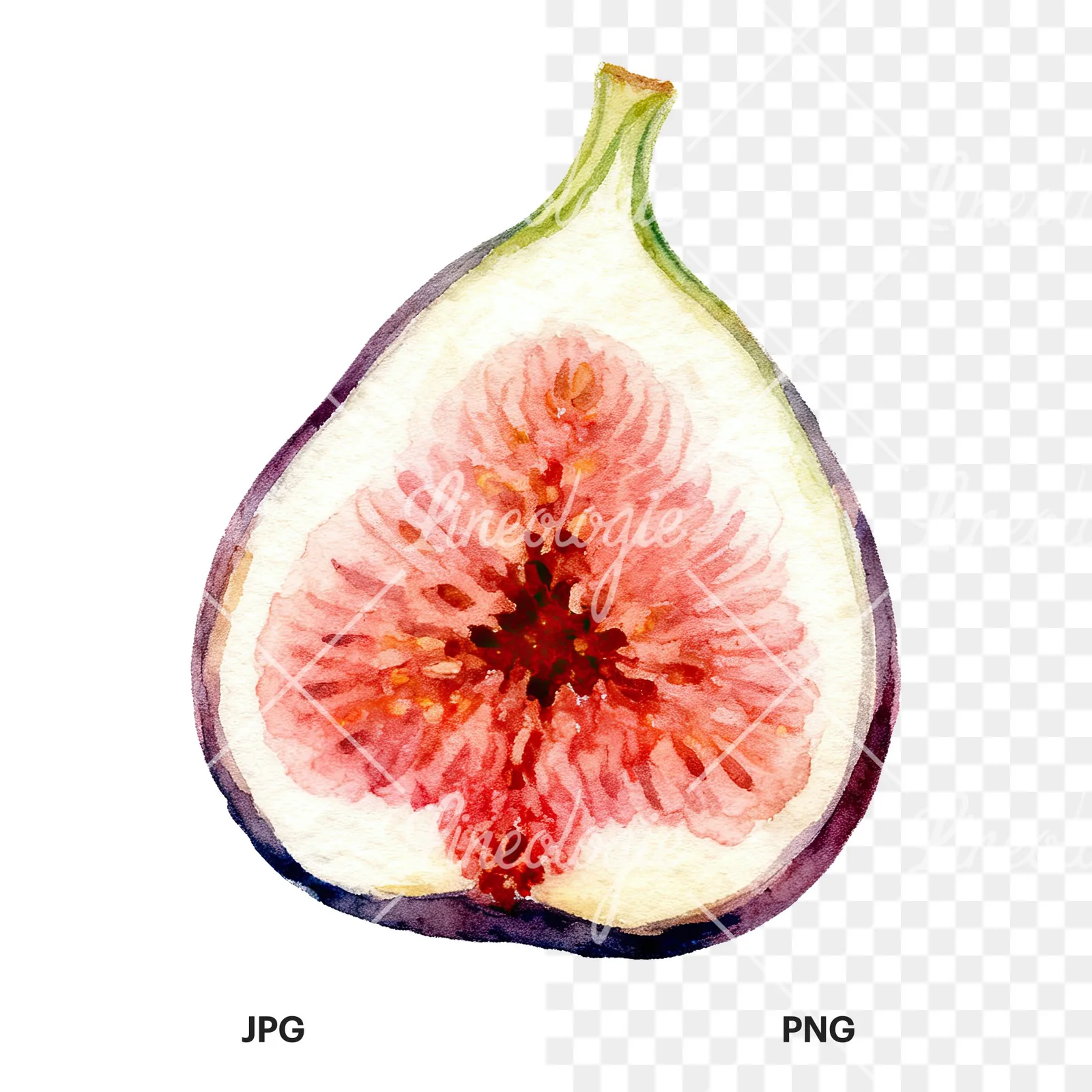 Watercolor fig fruit clipart 5 of 9, as a JPG on white and a transparent PNG