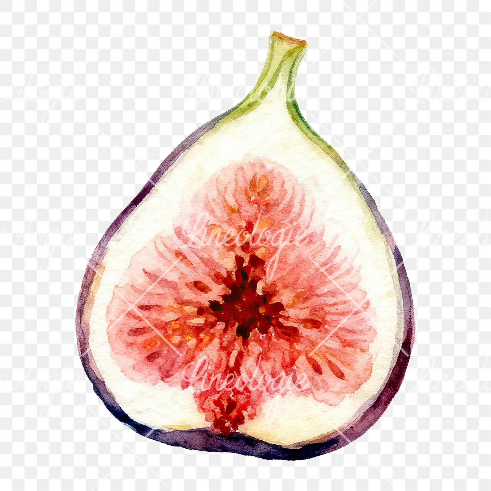 Watercolor fig fruit clipart 5 of 9 on a transparent background (PNG)