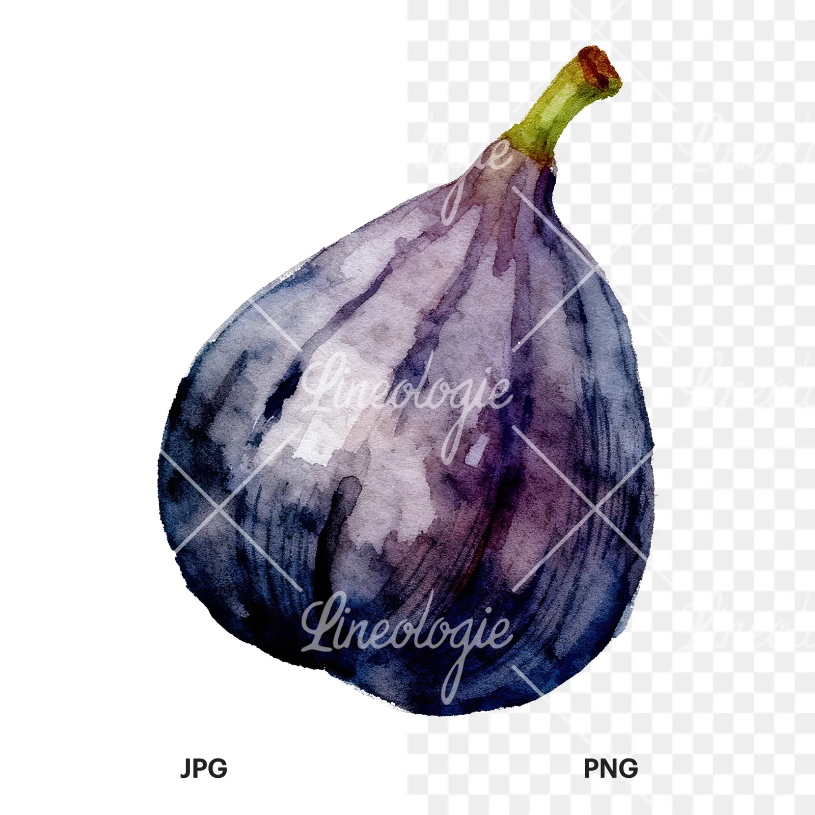 Watercolor fig fruit clipart 6 of 9, as a JPG on white and a transparent PNG