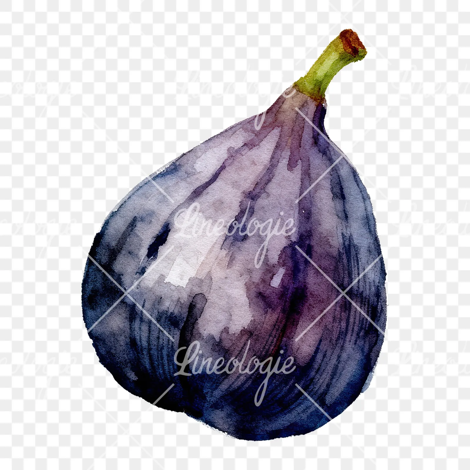 Watercolor fig fruit clipart 6 of 9 on a transparent background (PNG)