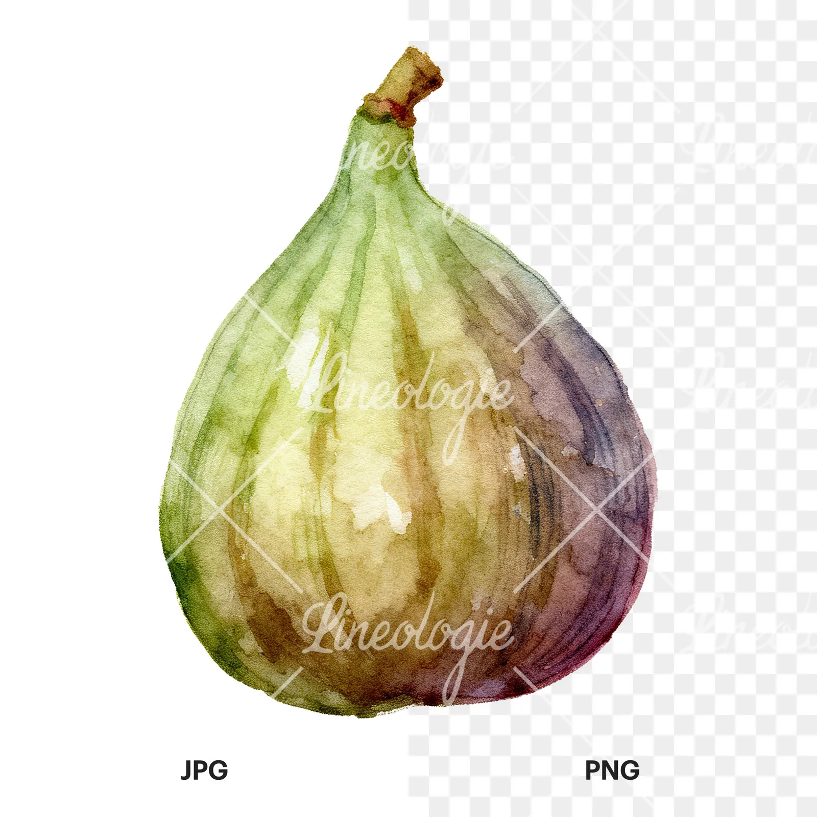 Watercolor fig fruit clipart 7 of 9, as a JPG on white and a transparent PNG