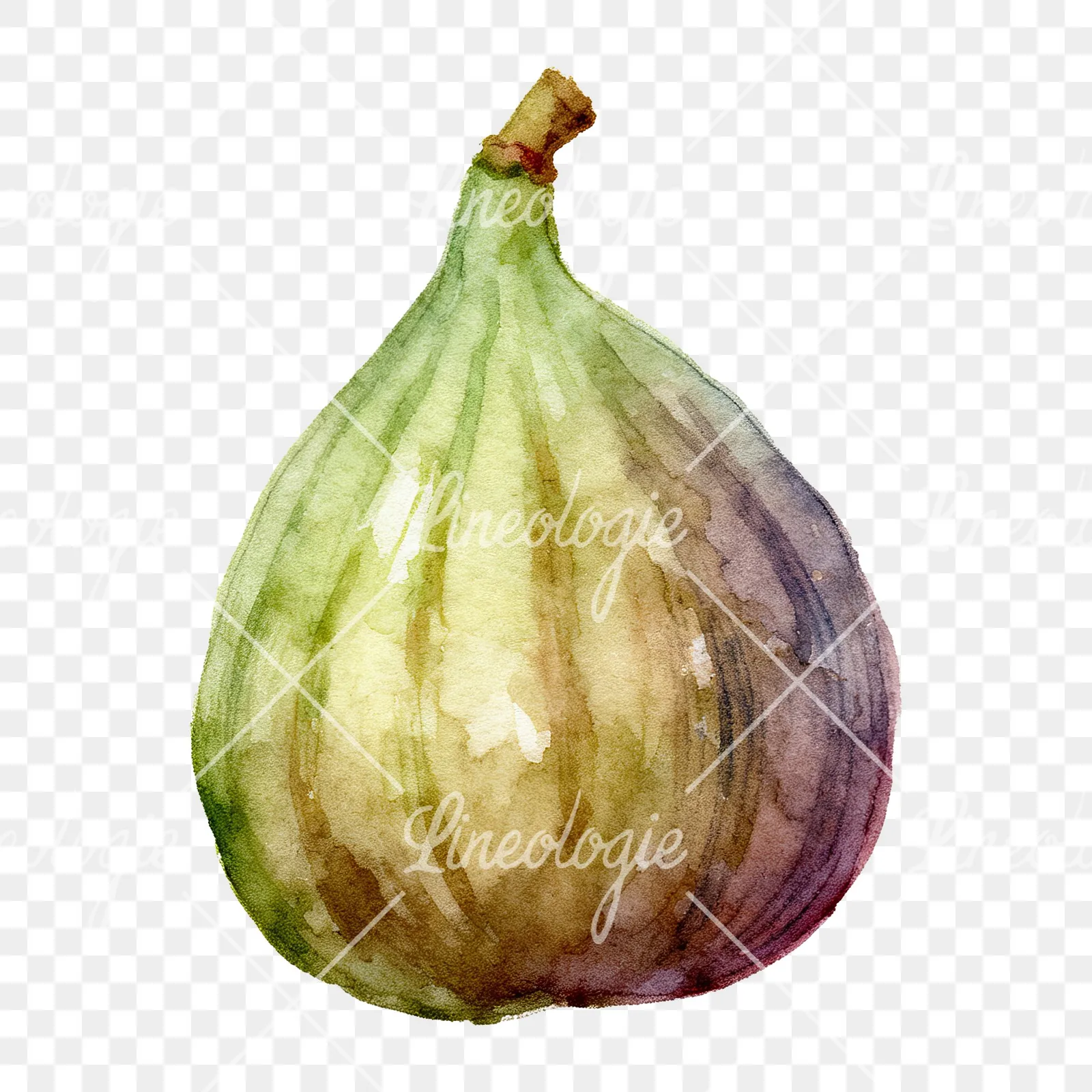 Watercolor fig fruit clipart 7 of 9 on a transparent background (PNG)