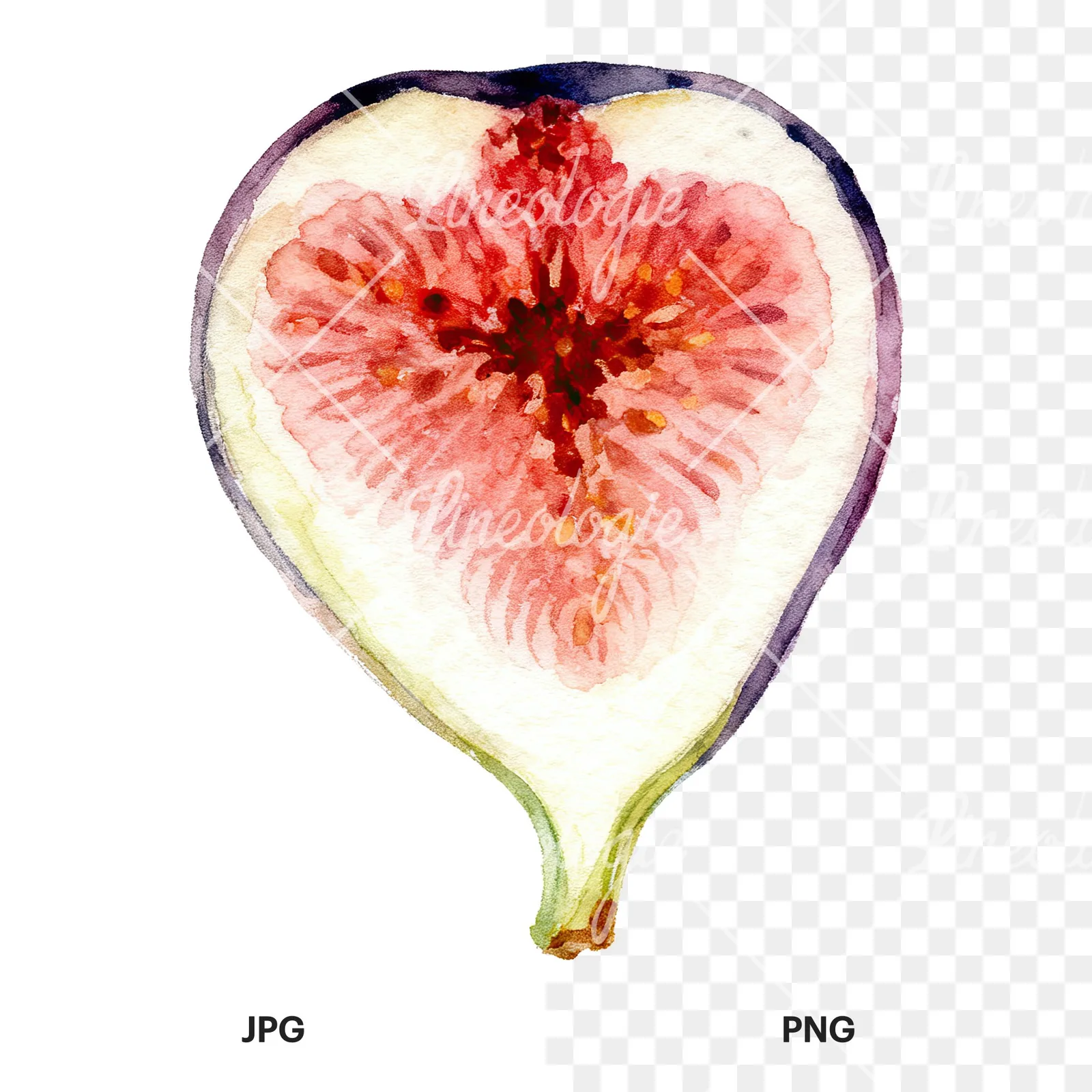 Watercolor fig fruit clipart 8 of 9, as a JPG on white and a transparent PNG