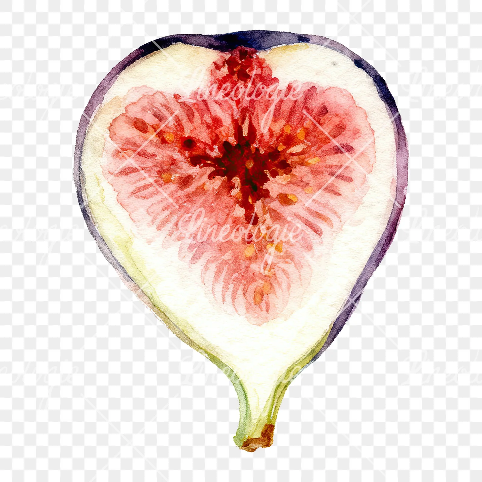 Watercolor fig fruit clipart 8 of 9 on a transparent background (PNG)
