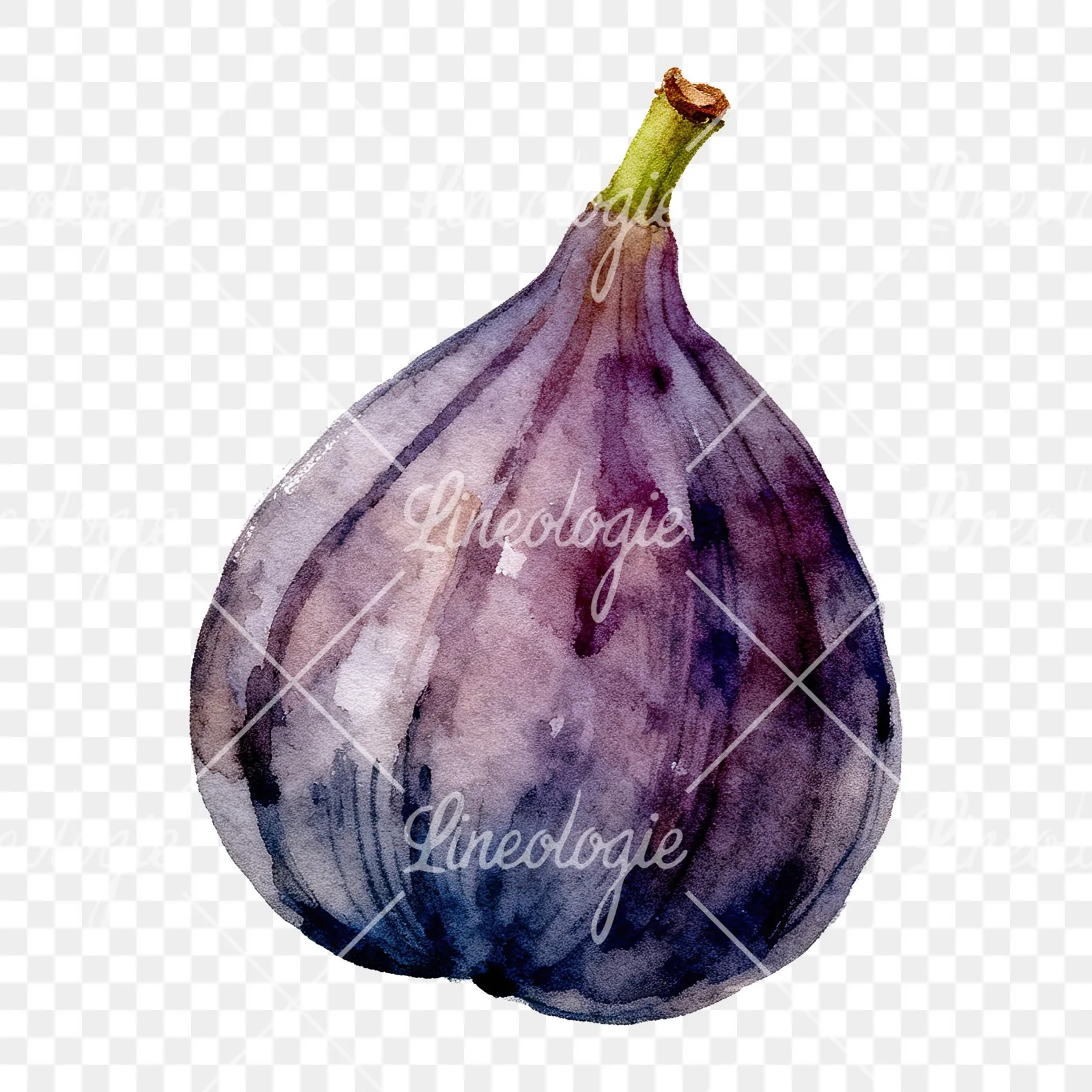 Watercolor fig fruit clipart 9 of 9 on a transparent background (PNG)