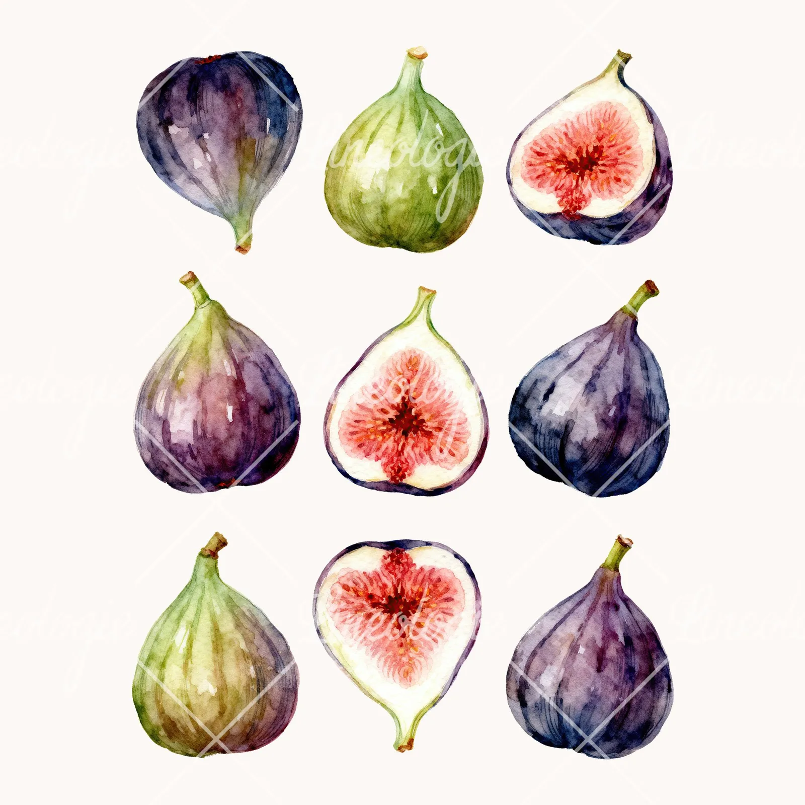 Watercolor Fig Fruit Clipart, all 9 illustrations in the pack