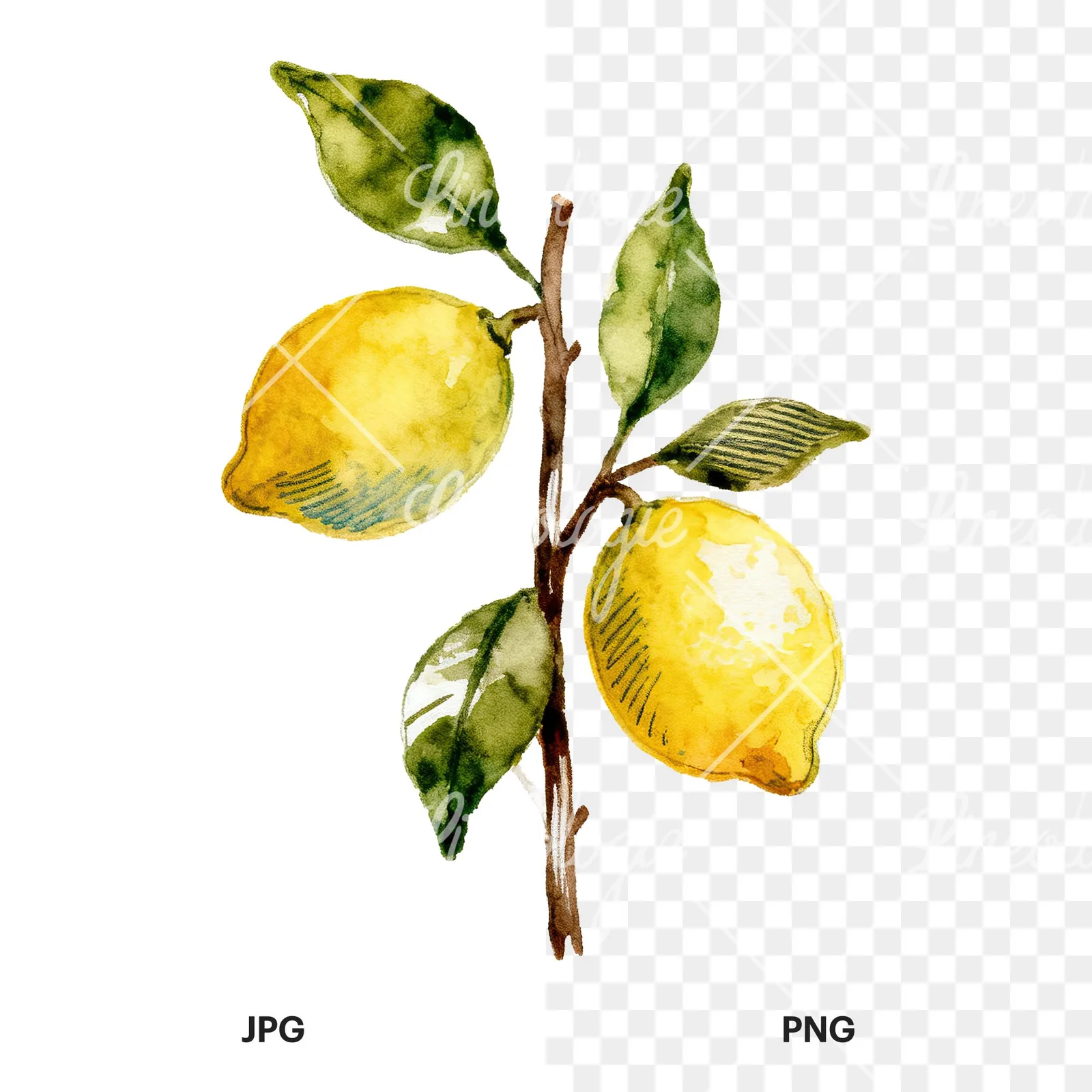 Watercolor lemon branch with clusters clipart 7 of 9, as a JPG on white and a transparent PNG
