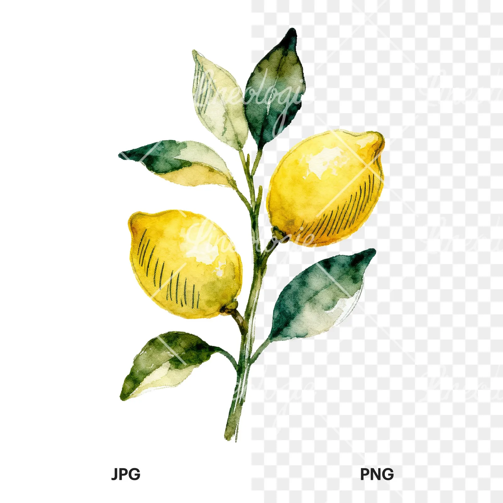 Watercolor lemon branch with clusters clipart 8 of 9, as a JPG on white and a transparent PNG
