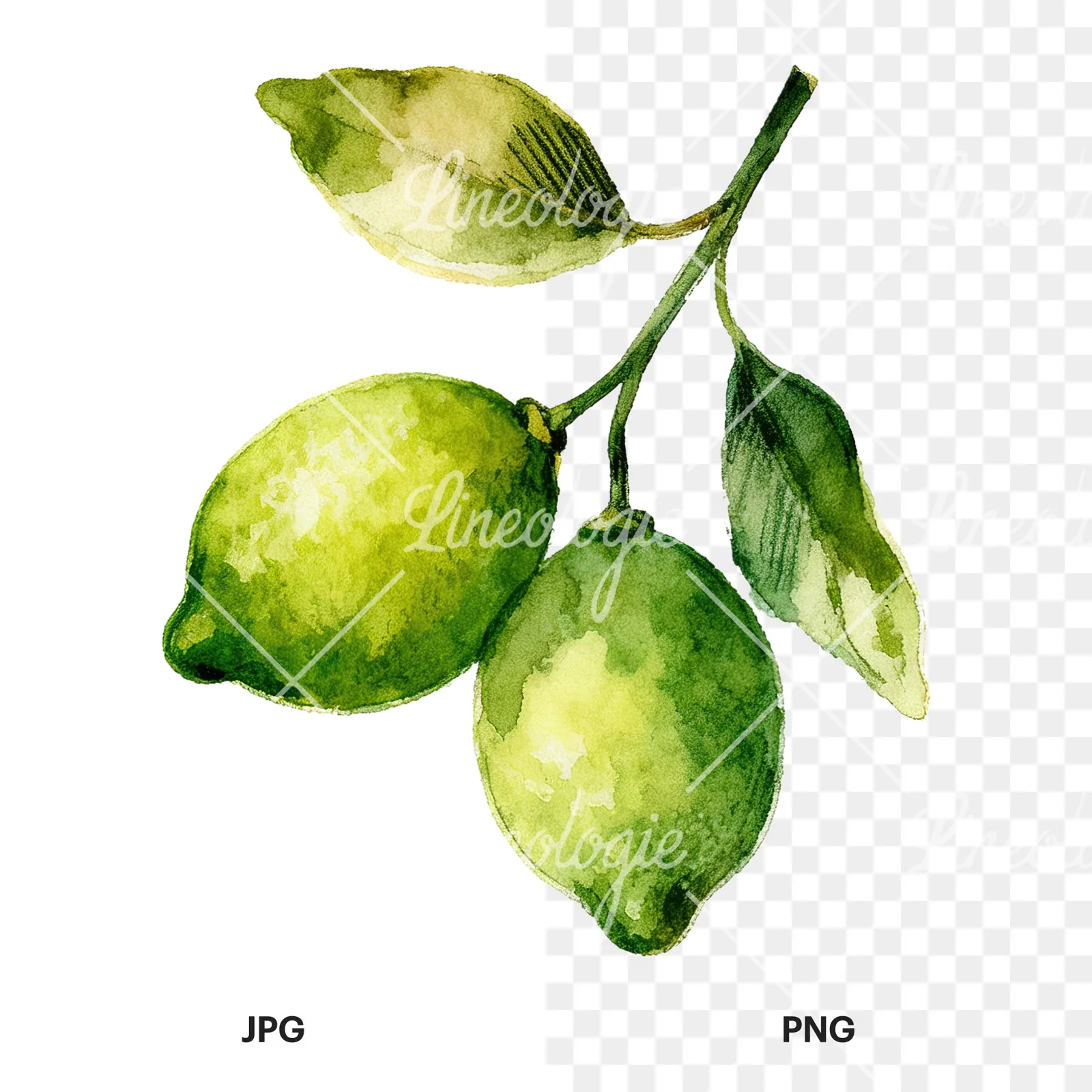 Watercolor lime and leaf clipart 6 of 9, as a JPG on white and a transparent PNG