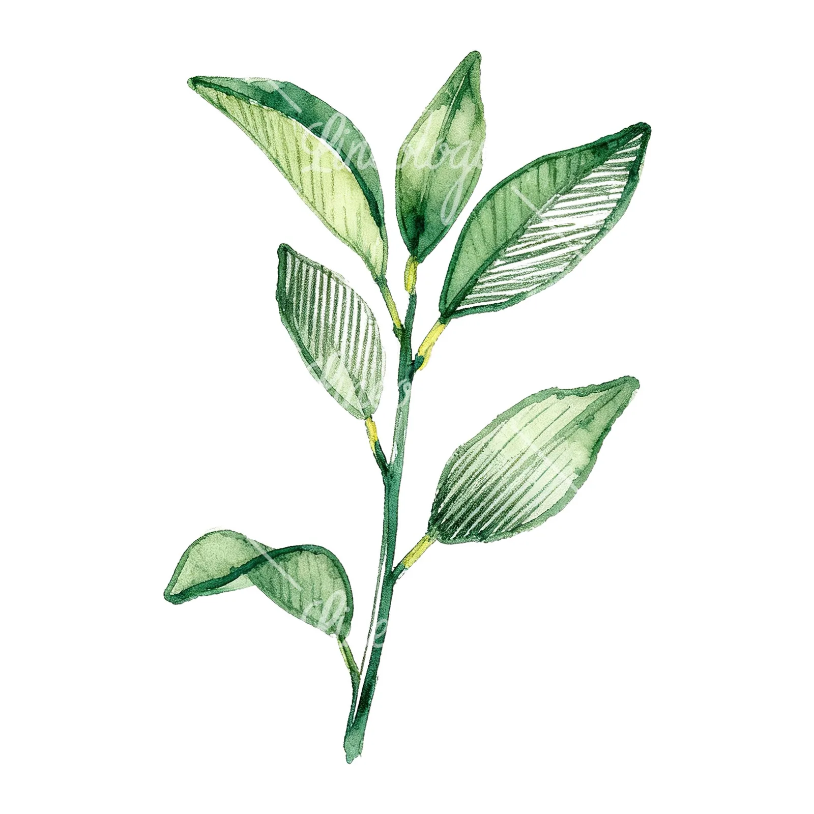Watercolor lime branch with foliage clipart 1 of 9 on a white background (JPG)