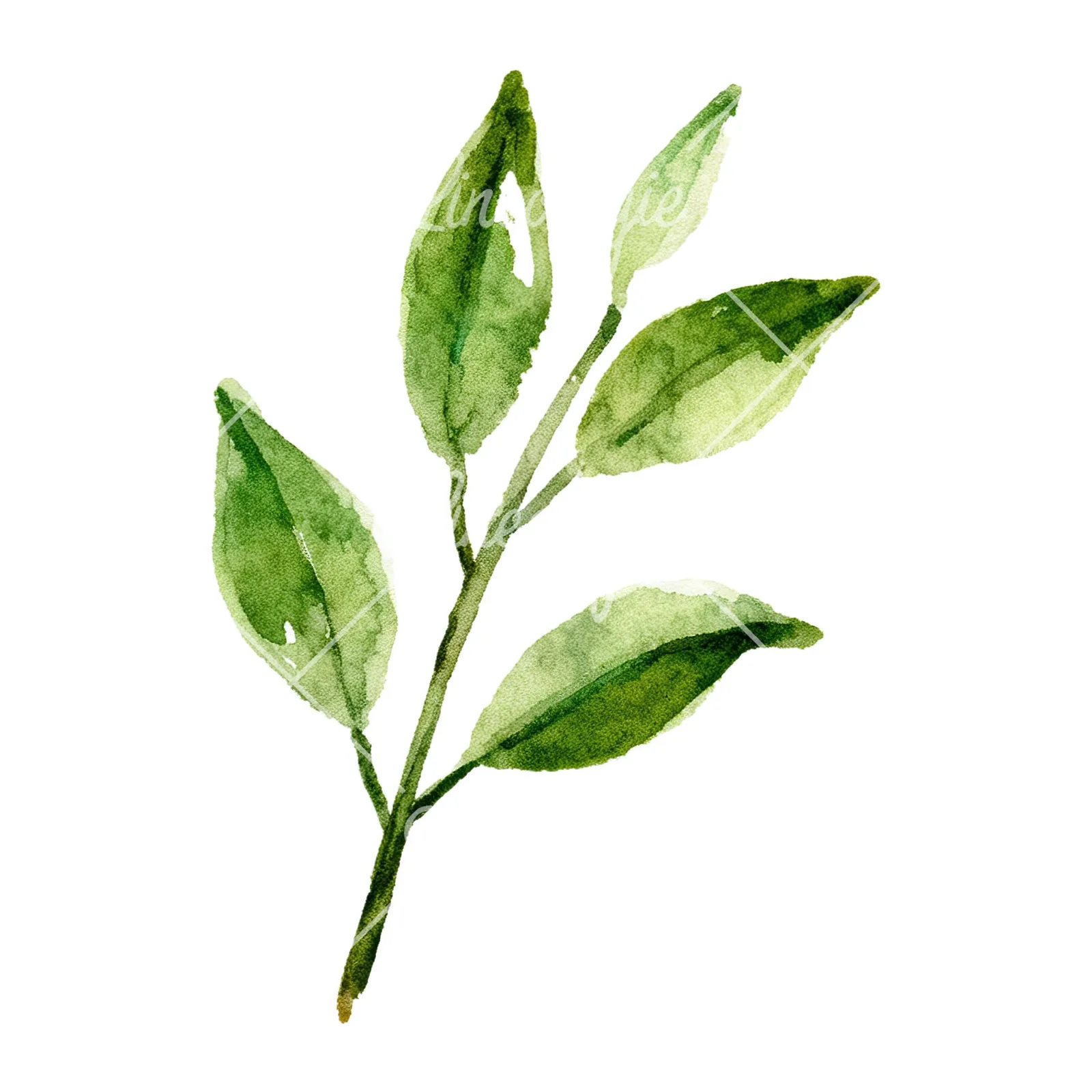 Watercolor lime branch with clusters clipart 3 of 9 on a white background (JPG)