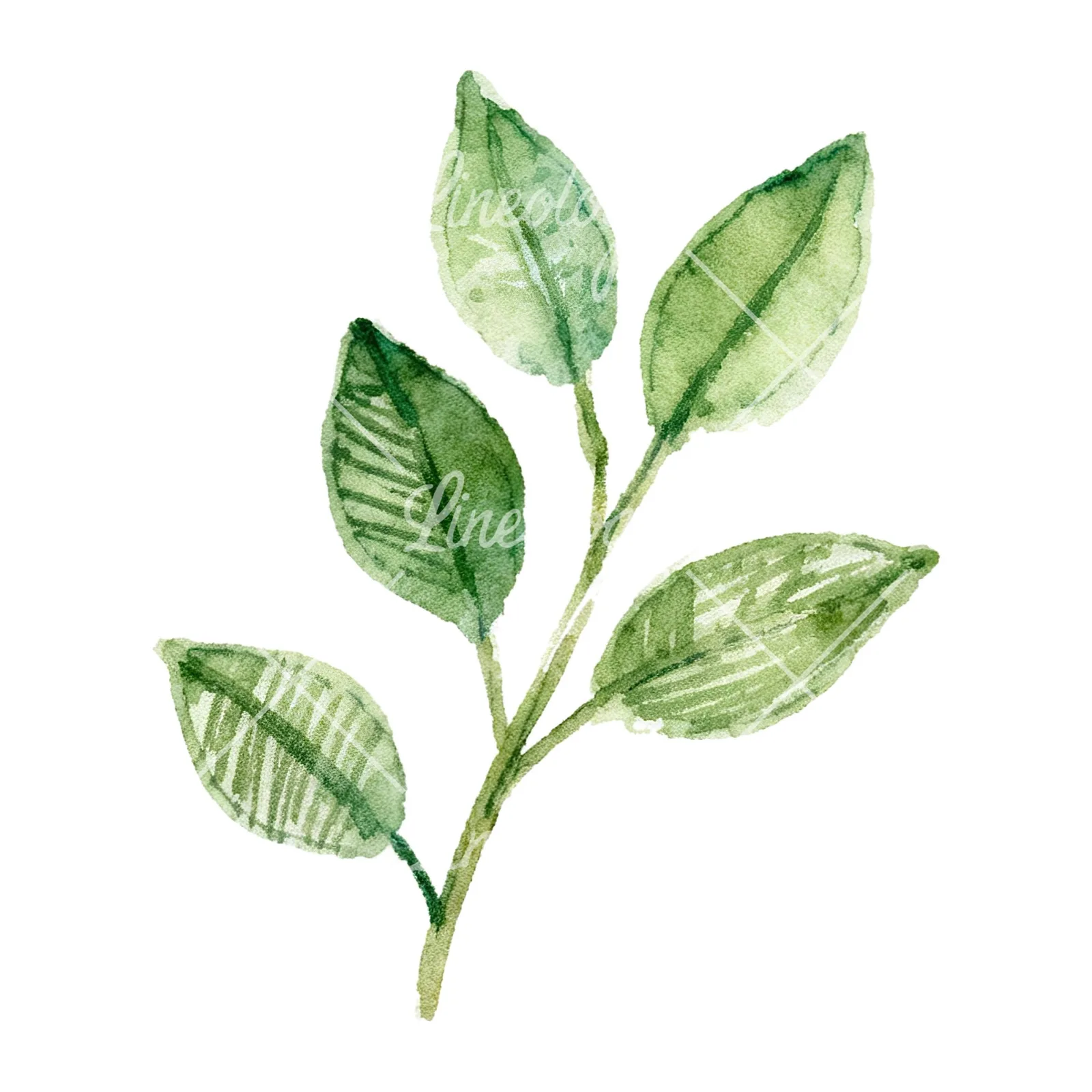 Watercolor lime branch with clusters clipart 5 of 9 on a white background (JPG)
