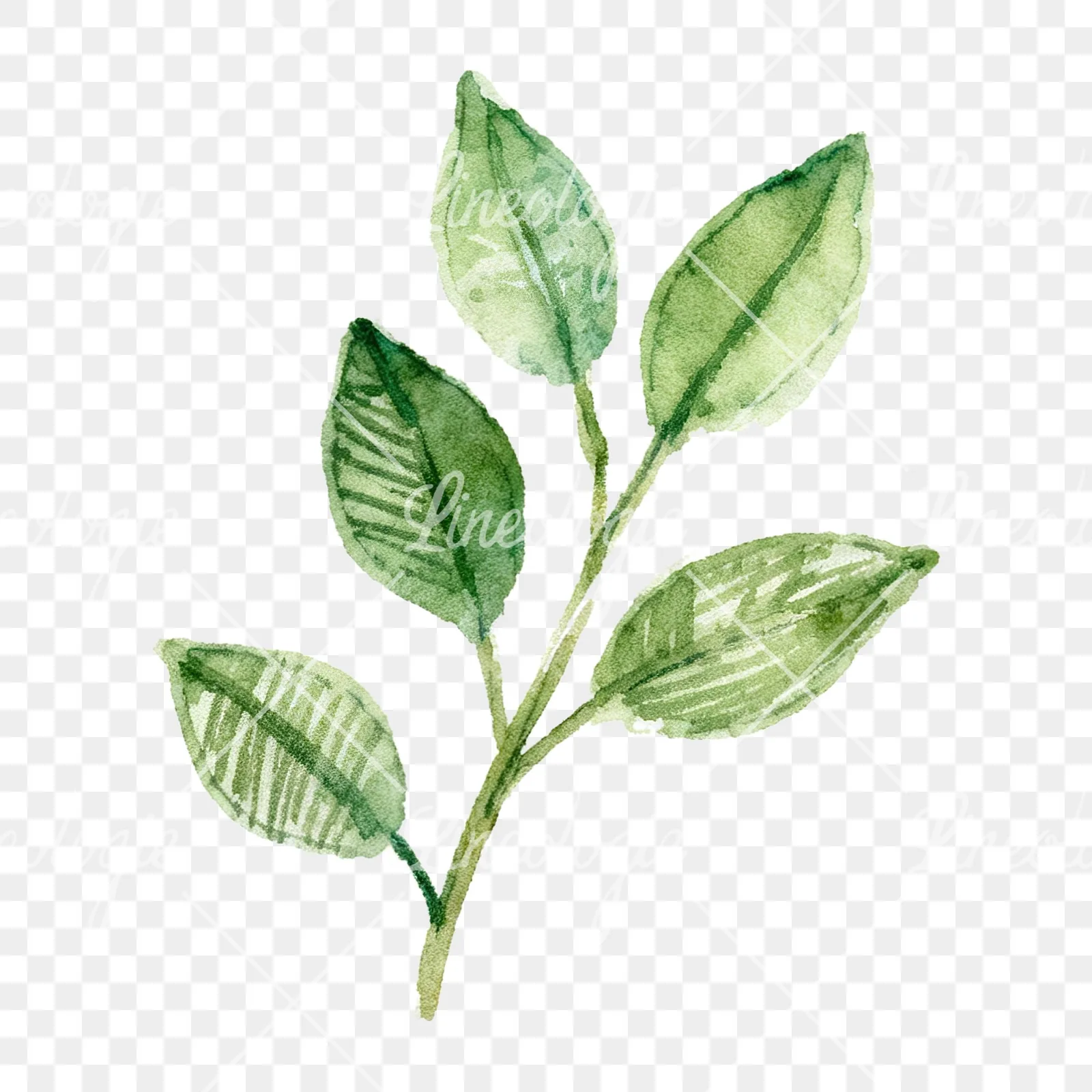 Watercolor lime branch with clusters clipart 5 of 9 on a transparent background (PNG)