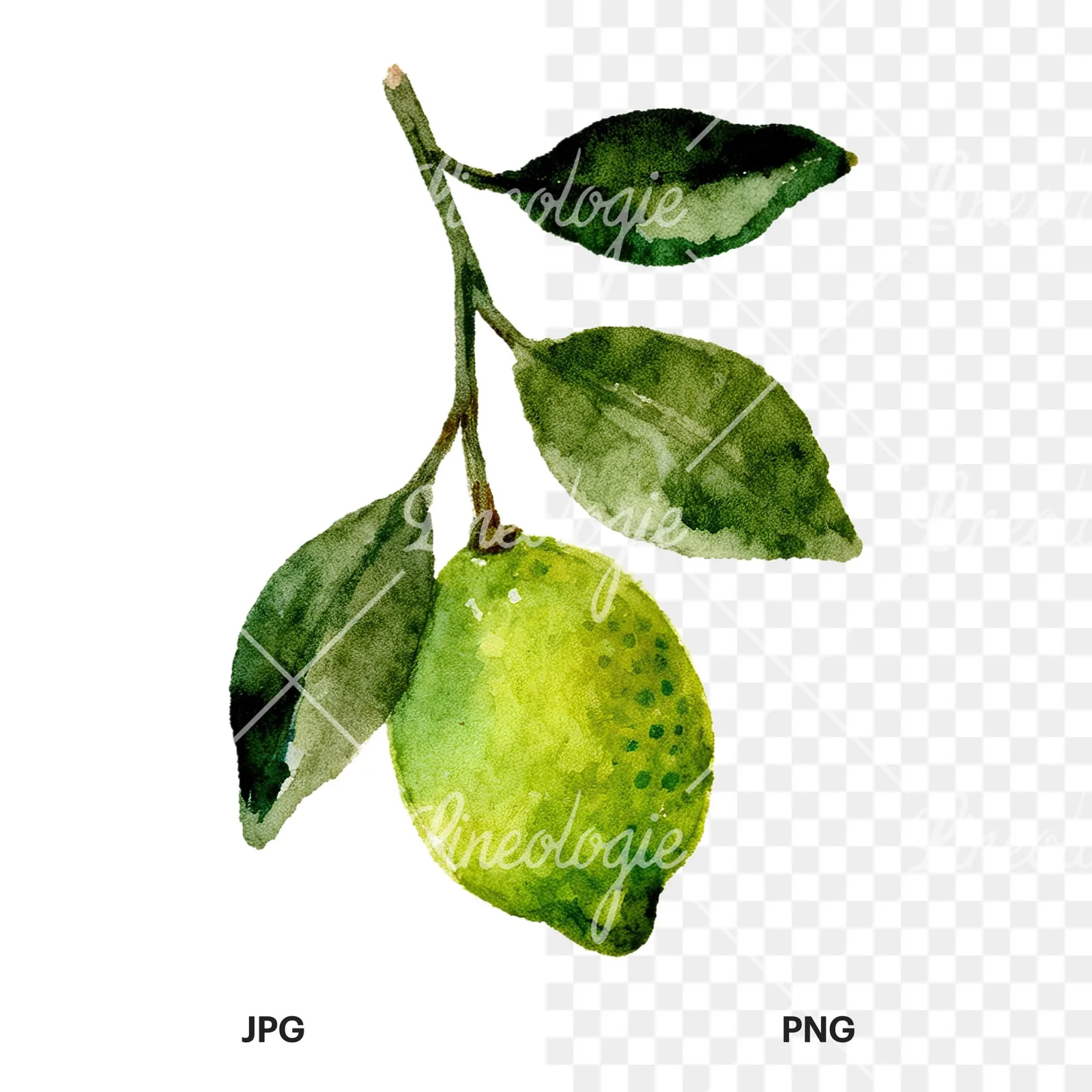 Watercolor lime branch with clusters clipart 6 of 9, as a JPG on white and a transparent PNG