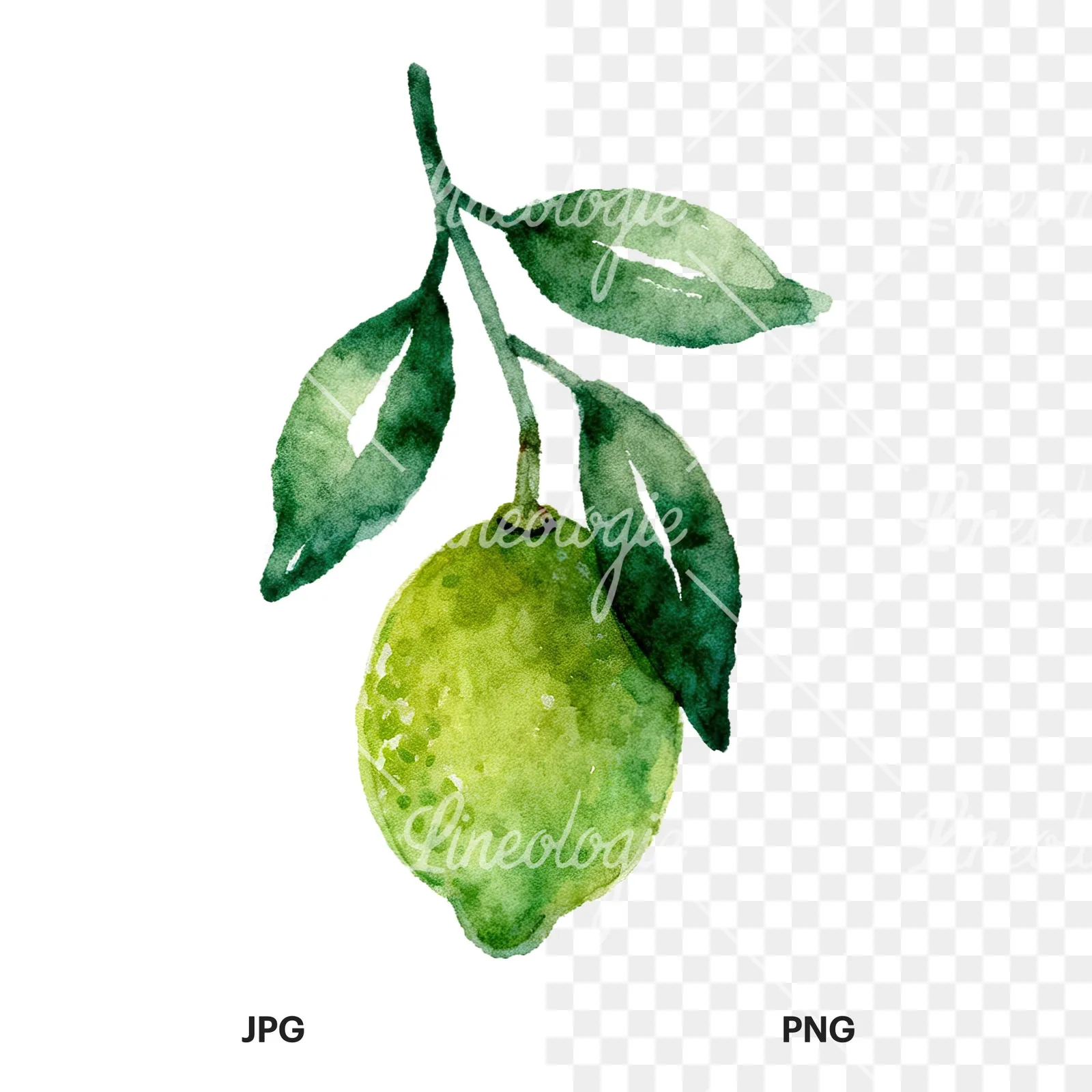 Watercolor lime branch with clusters clipart 8 of 9, as a JPG on white and a transparent PNG