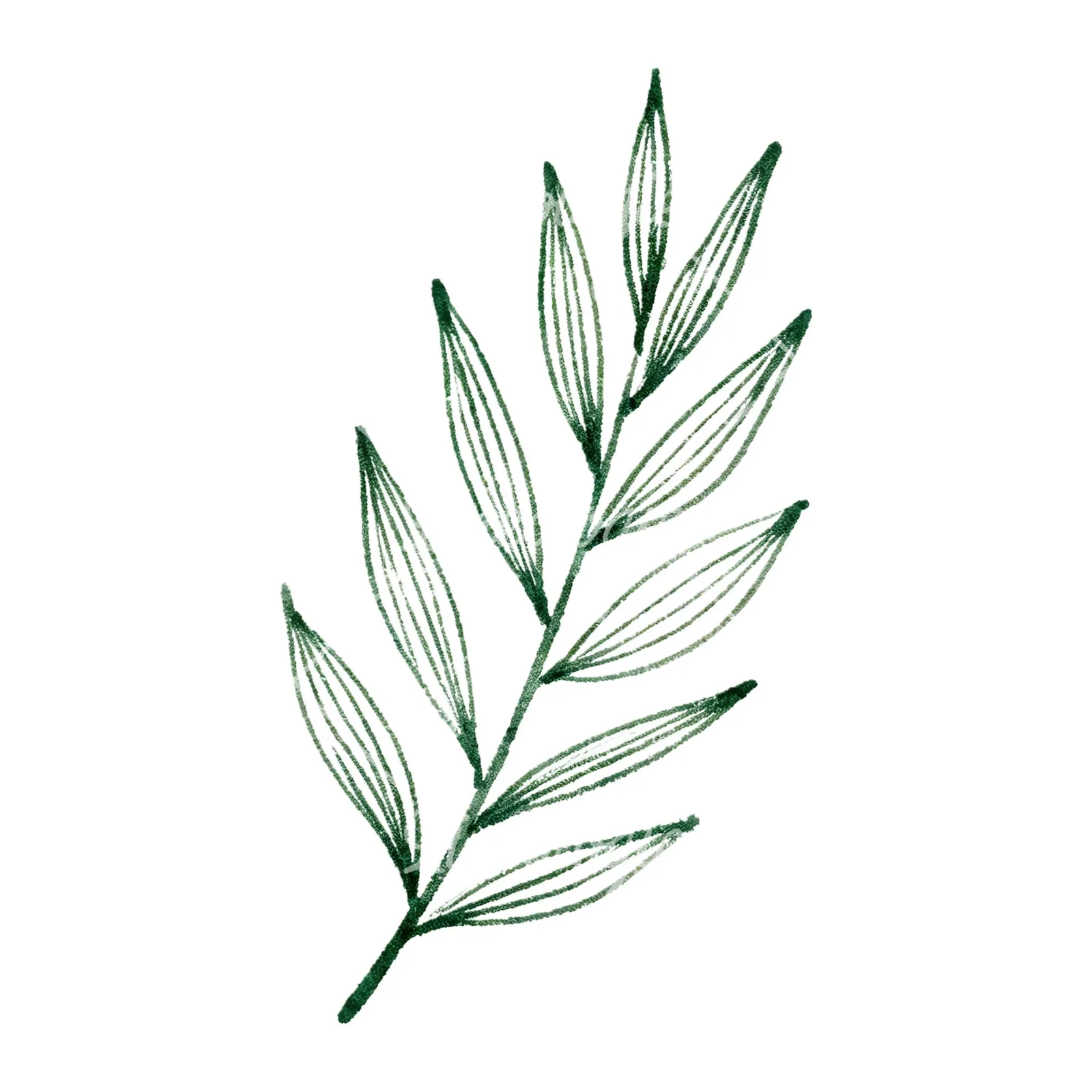 Watercolor lime branch with clusters clipart 9 of 9 on a white background (JPG)