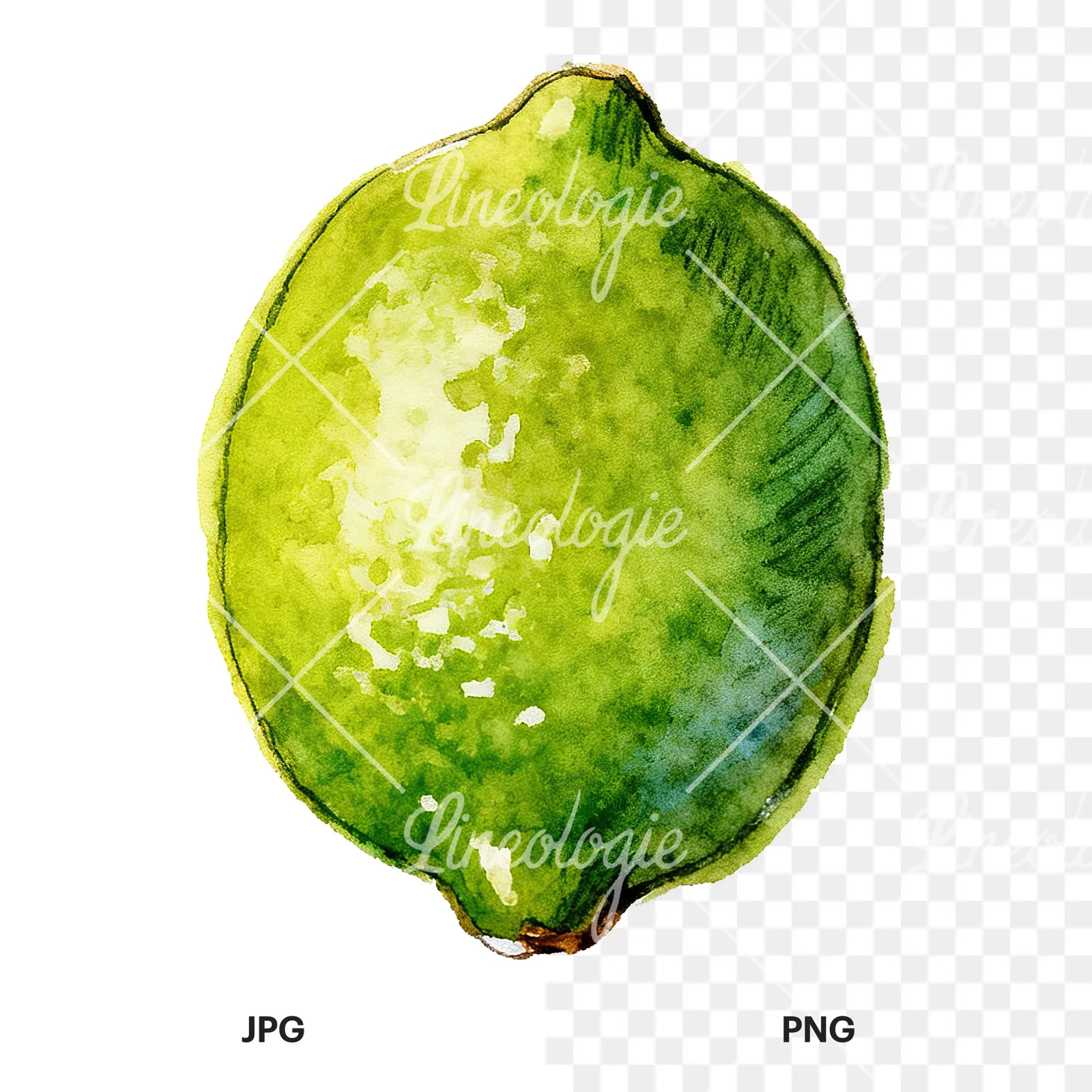 Watercolor lime with top-down slices clipart 2 of 9, as a JPG on white and a transparent PNG