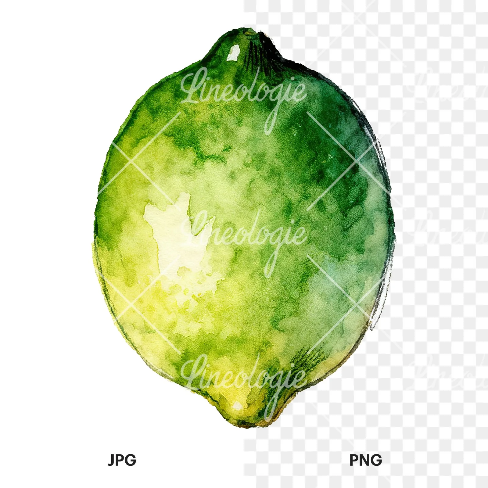 Watercolor lime with top-down slices clipart 6 of 9, as a JPG on white and a transparent PNG