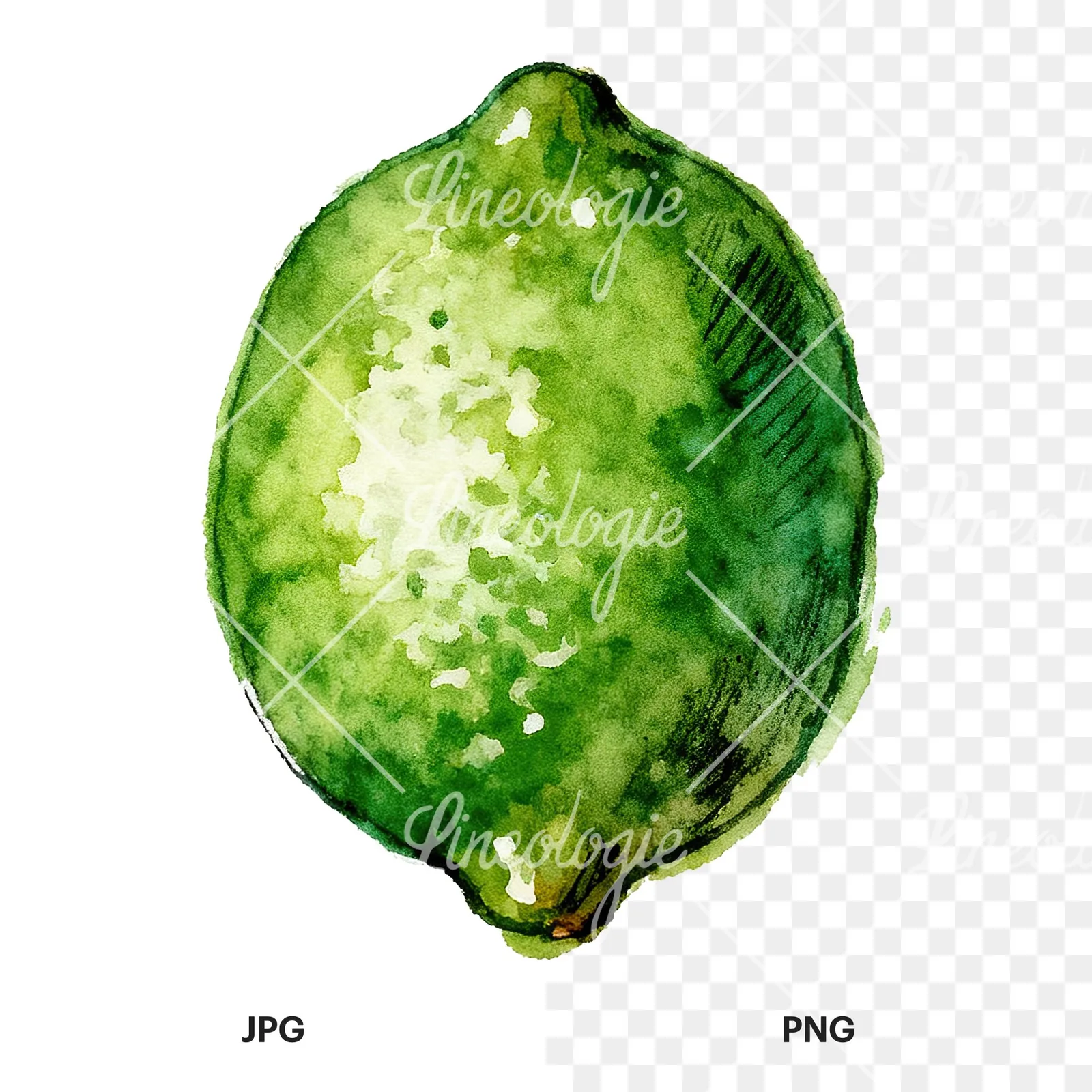 Watercolor lime with top-down slices clipart 8 of 9, as a JPG on white and a transparent PNG