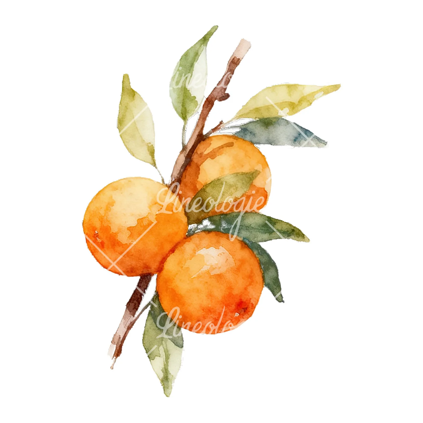 Watercolor orange branch with warm tones clipart 1 of 9 on a white background (JPG)