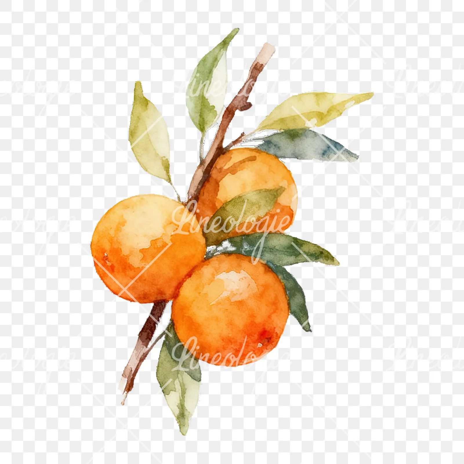 Watercolor orange branch with warm tones clipart 1 of 9 on a transparent background (PNG)