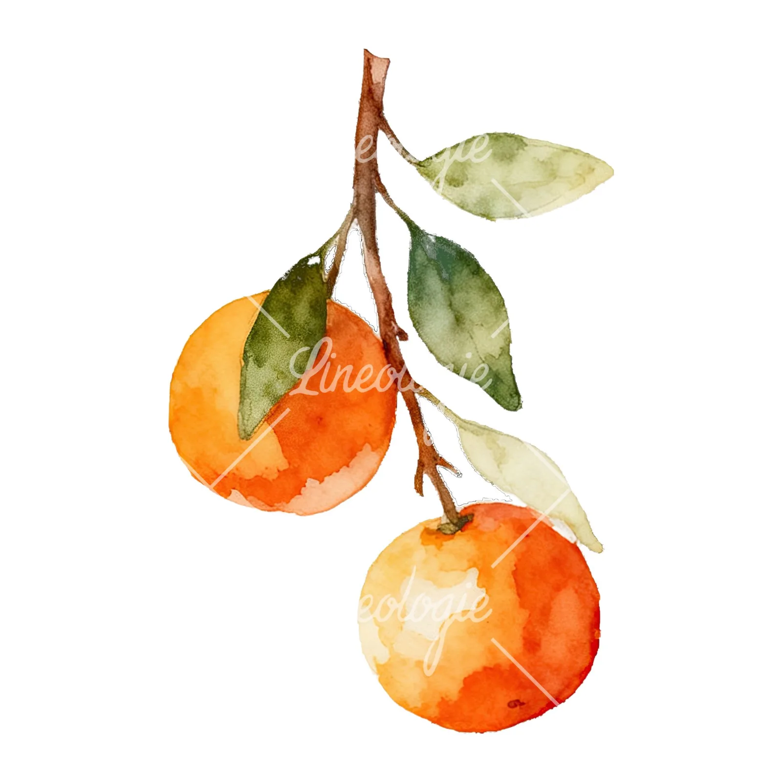 Watercolor orange branch with warm tones clipart 2 of 9 on a white background (JPG)