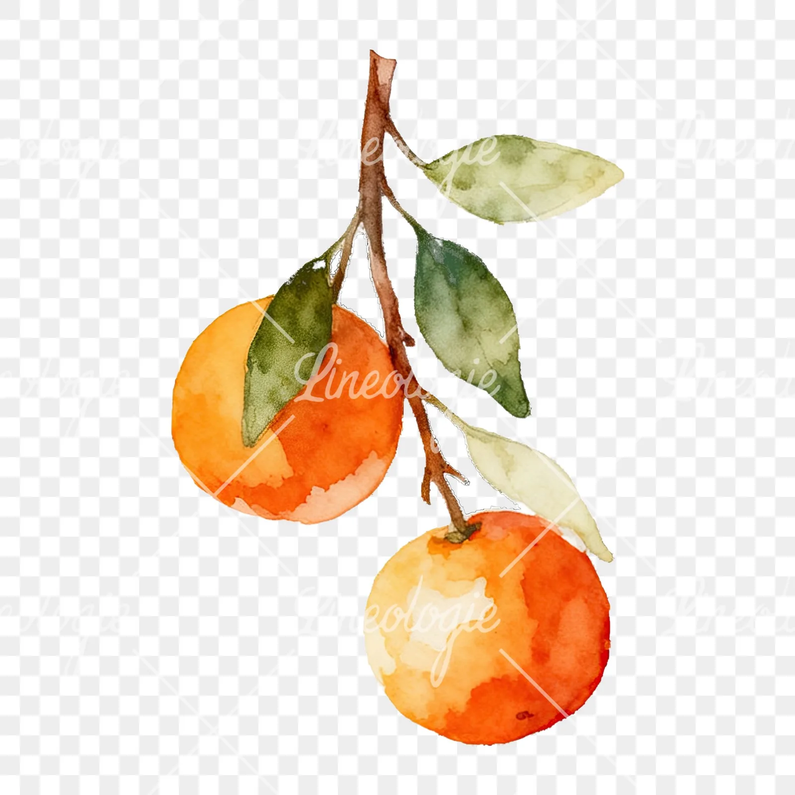 Watercolor orange branch with warm tones clipart 2 of 9 on a transparent background (PNG)