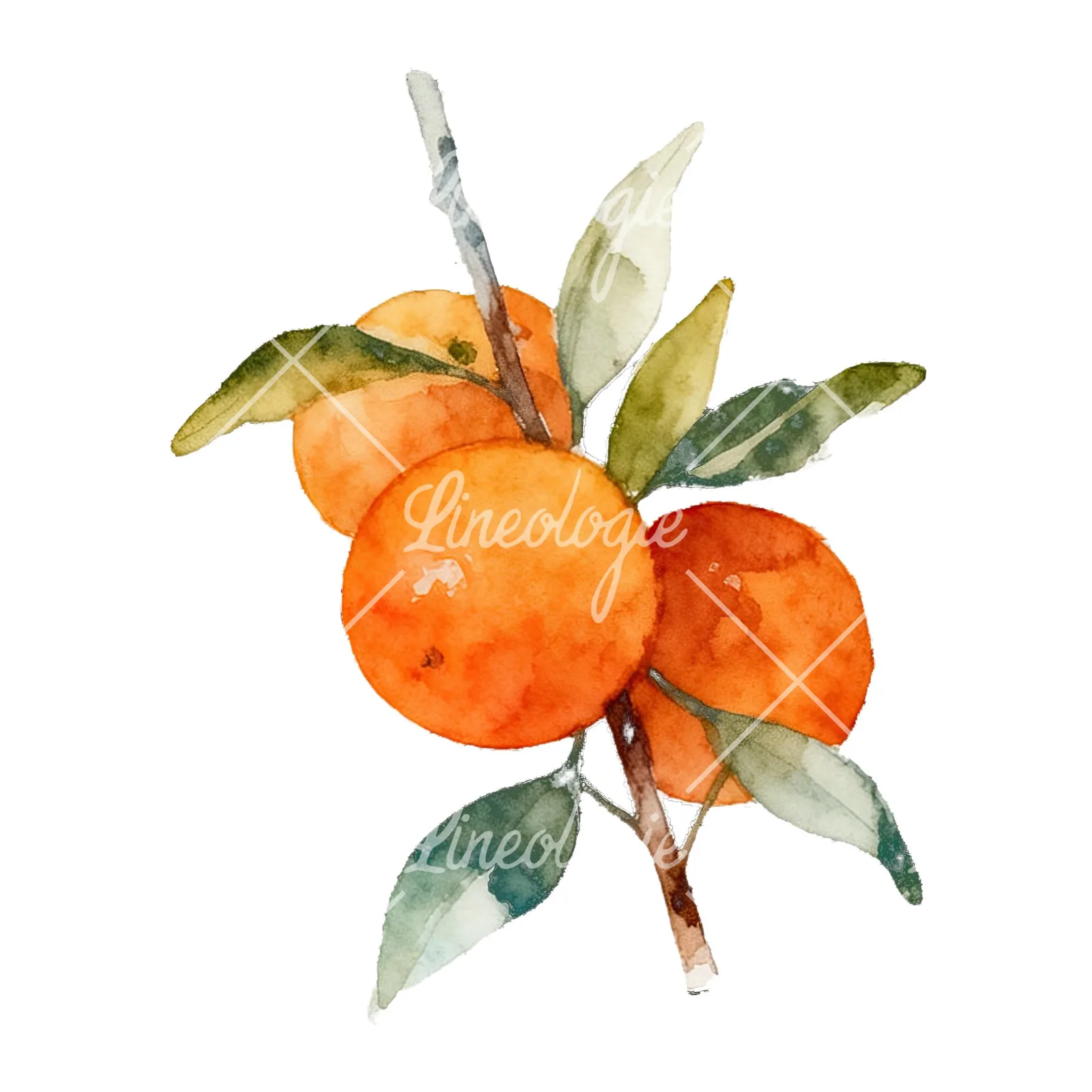 Watercolor orange branch with warm tones clipart 3 of 9 on a white background (JPG)